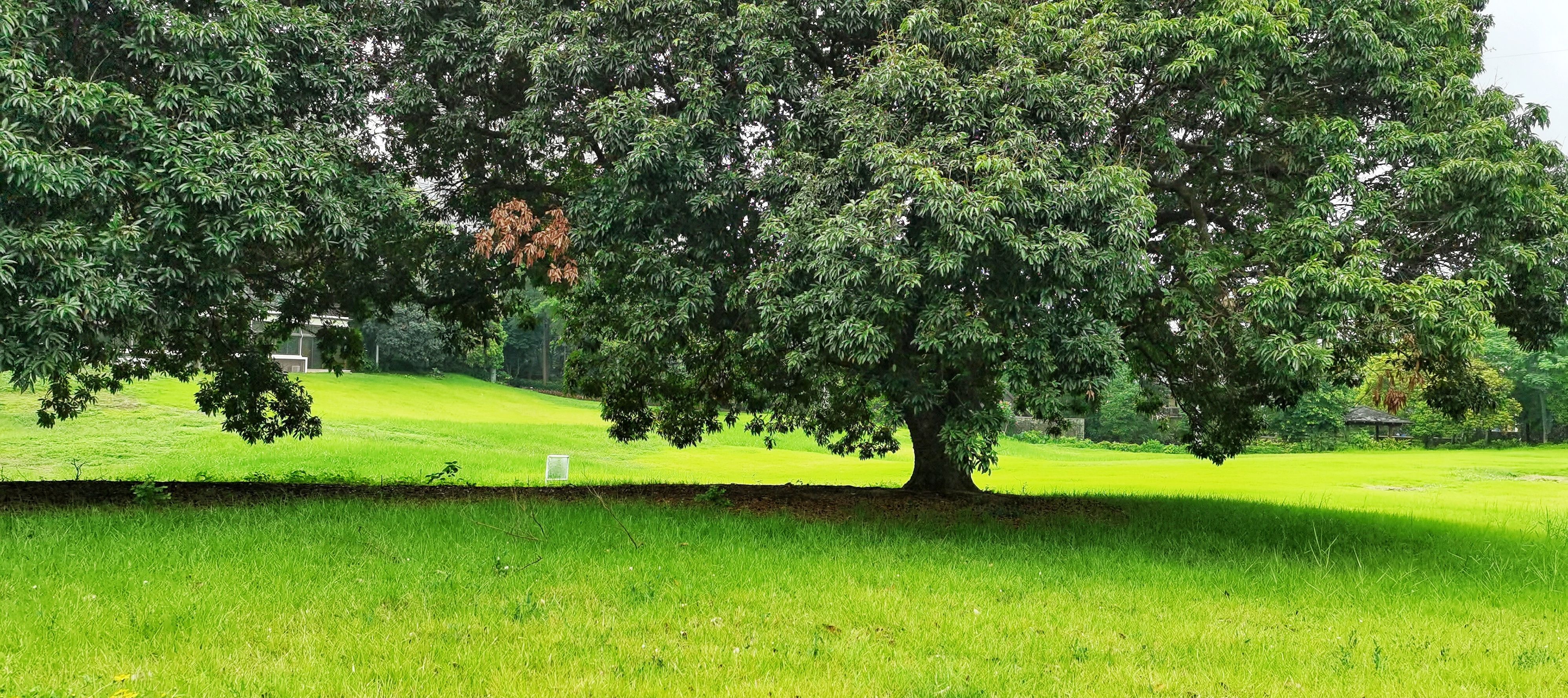 大树底下 [首发]