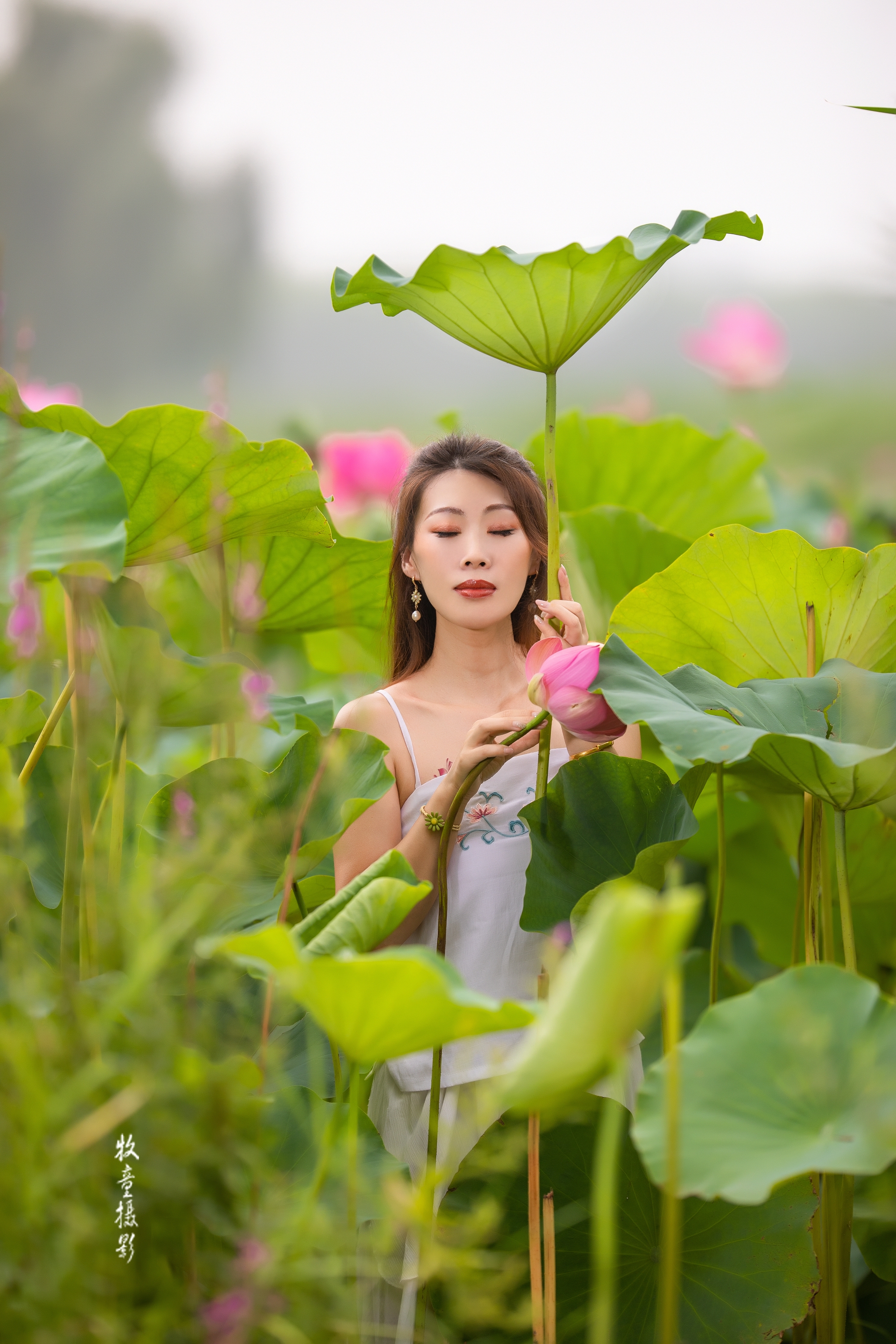 《咏荷》出镜:猫咪,摄影:愚人,牧童,梁子,狼哥,果果