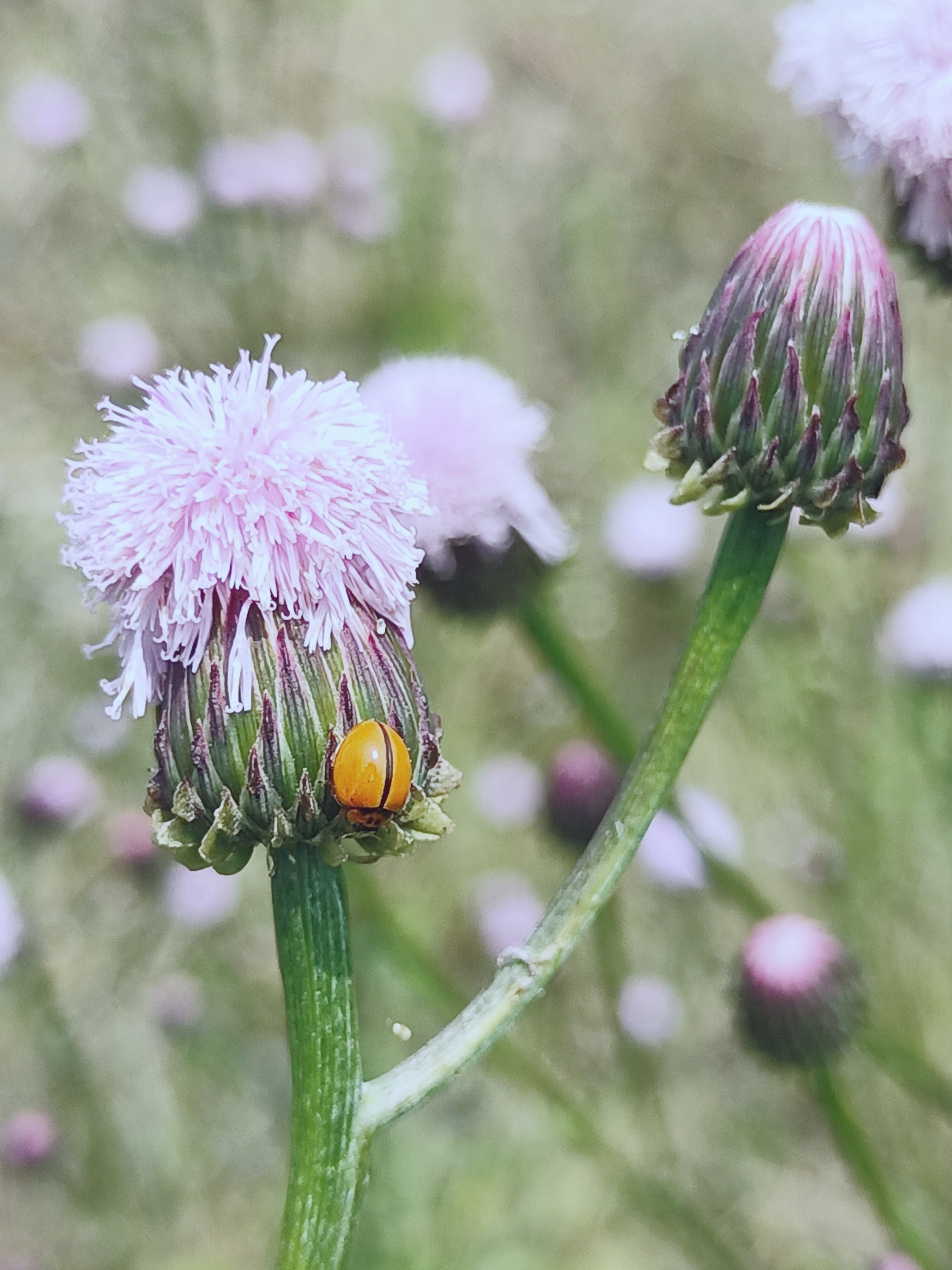 【首发】泥胡菜