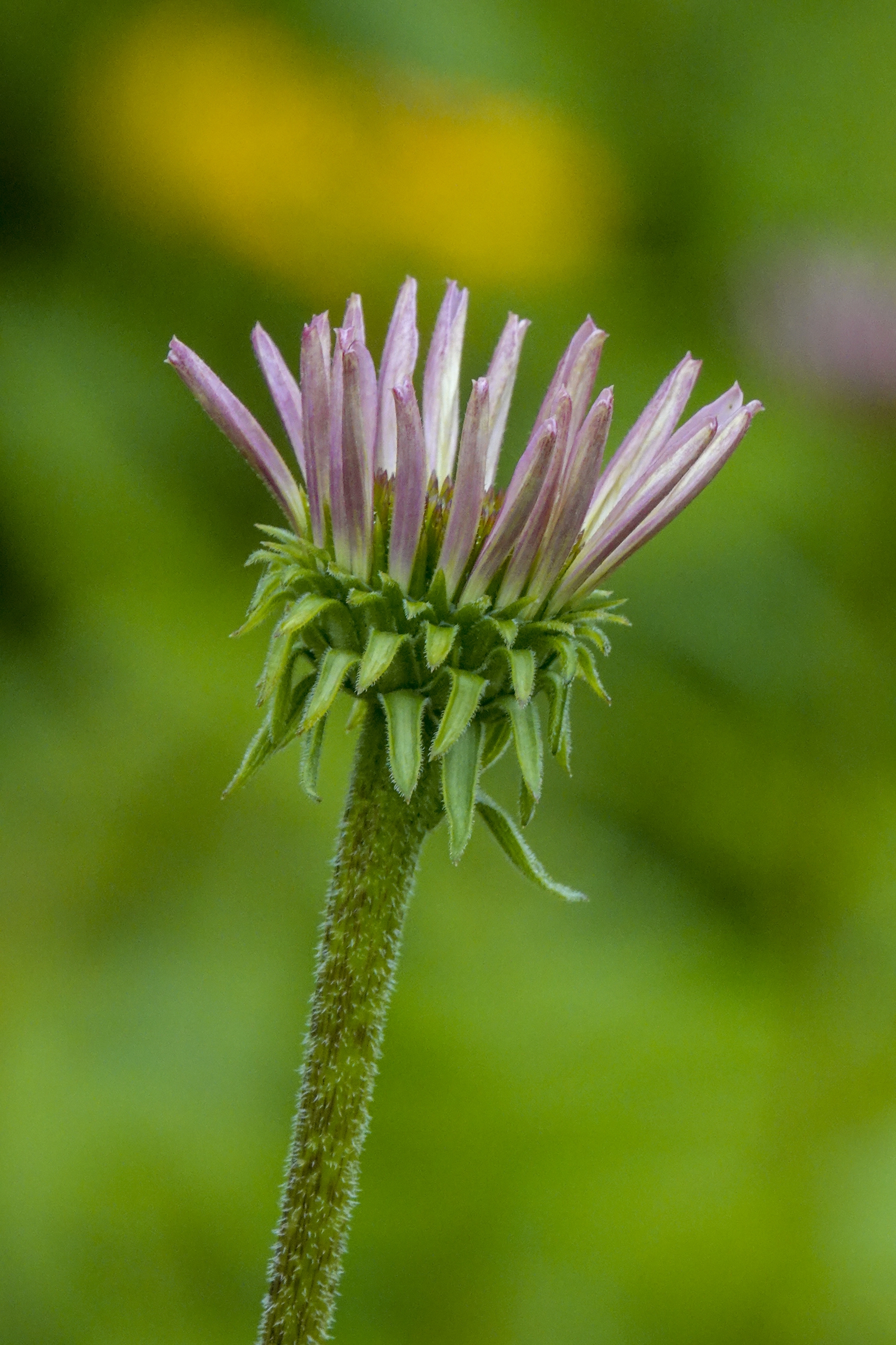 【首发】松果菊(二)