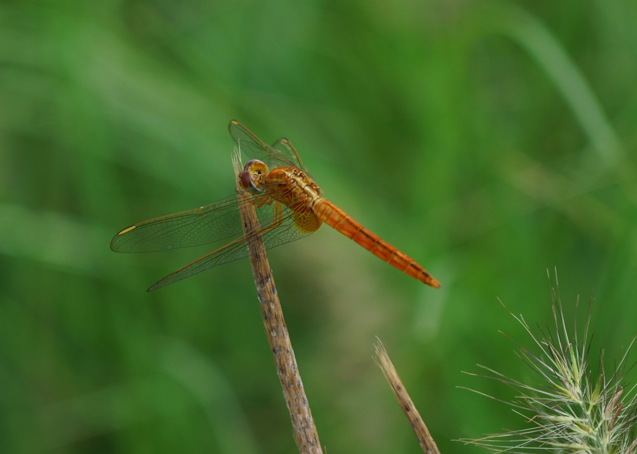夏日蜻蜓拍不够