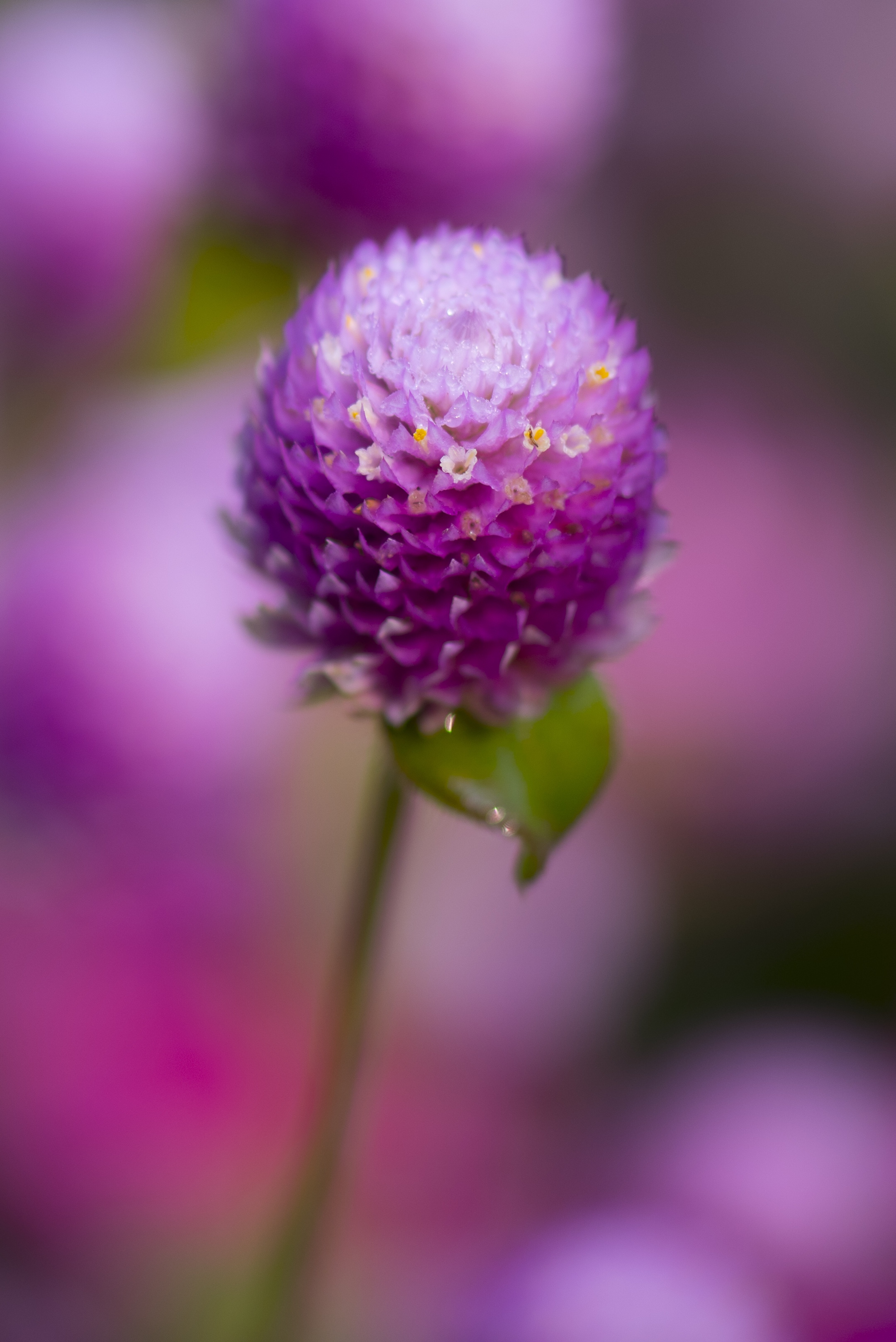 火球花