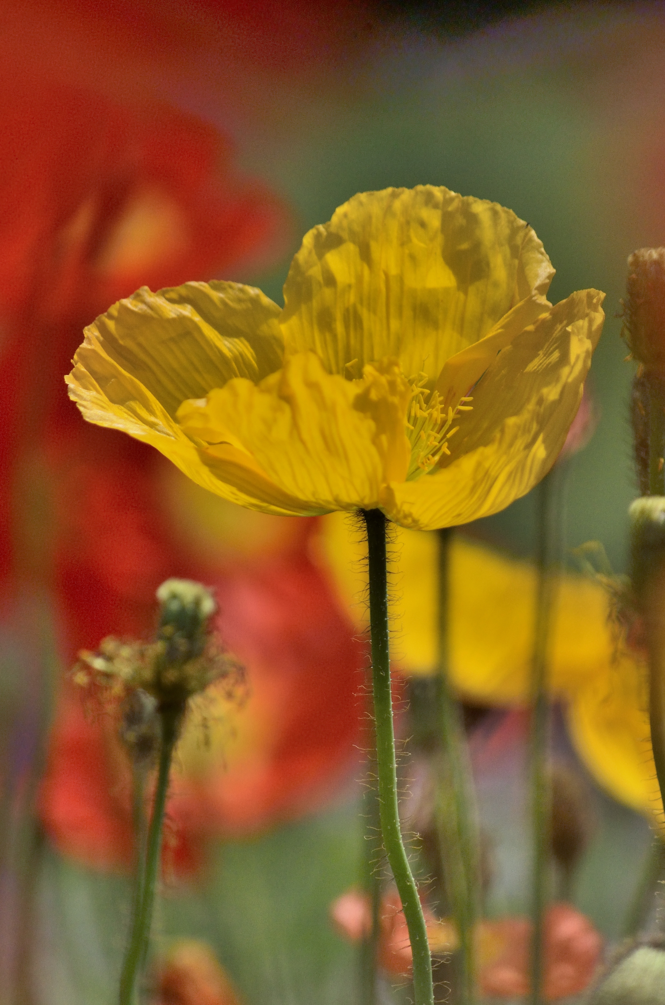 冰岛虞美人三(首发)