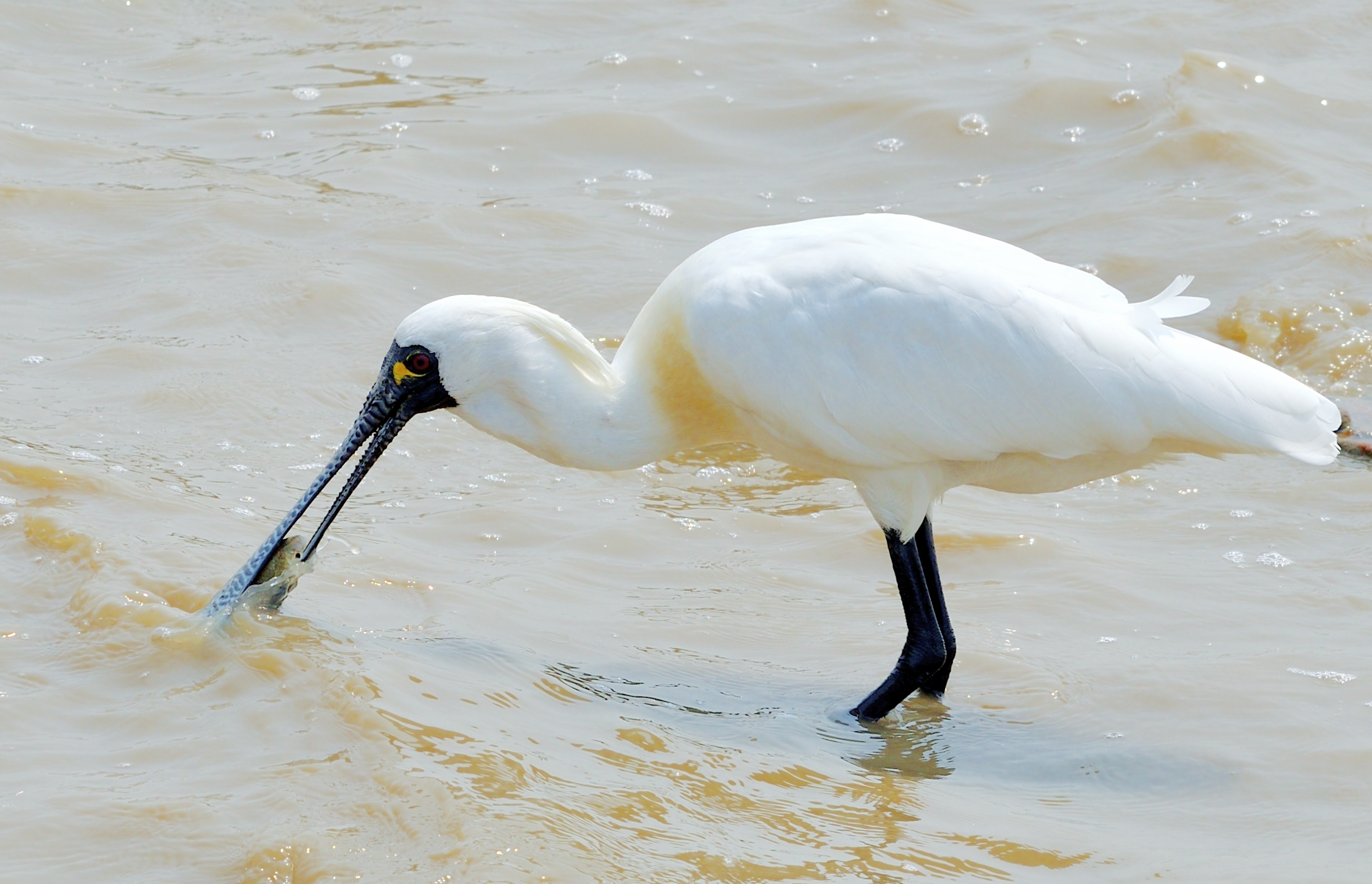 〈首发〉深圳湾黑面琵鹭记录⑥