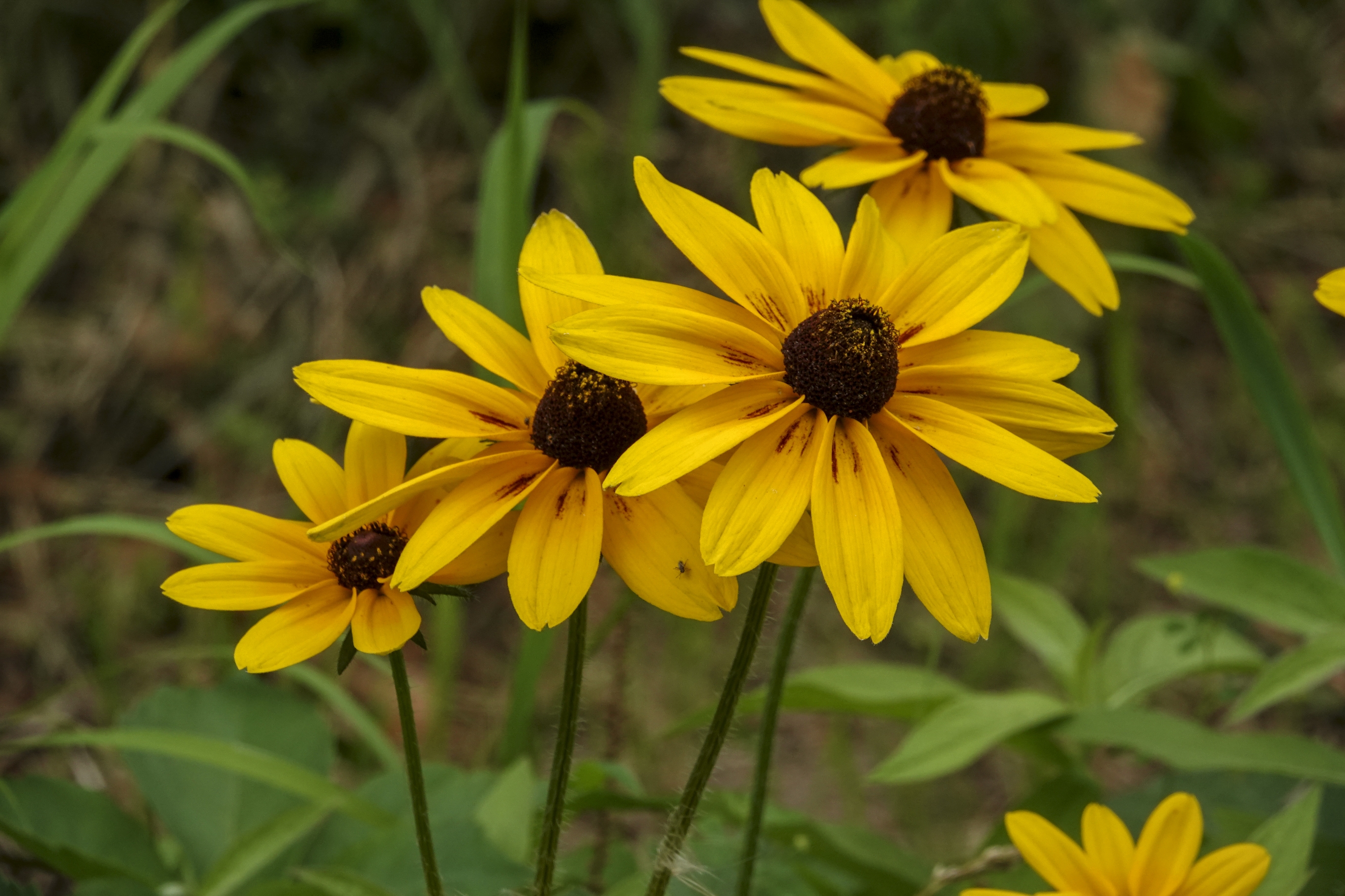 【首发】黑心菊(十六)