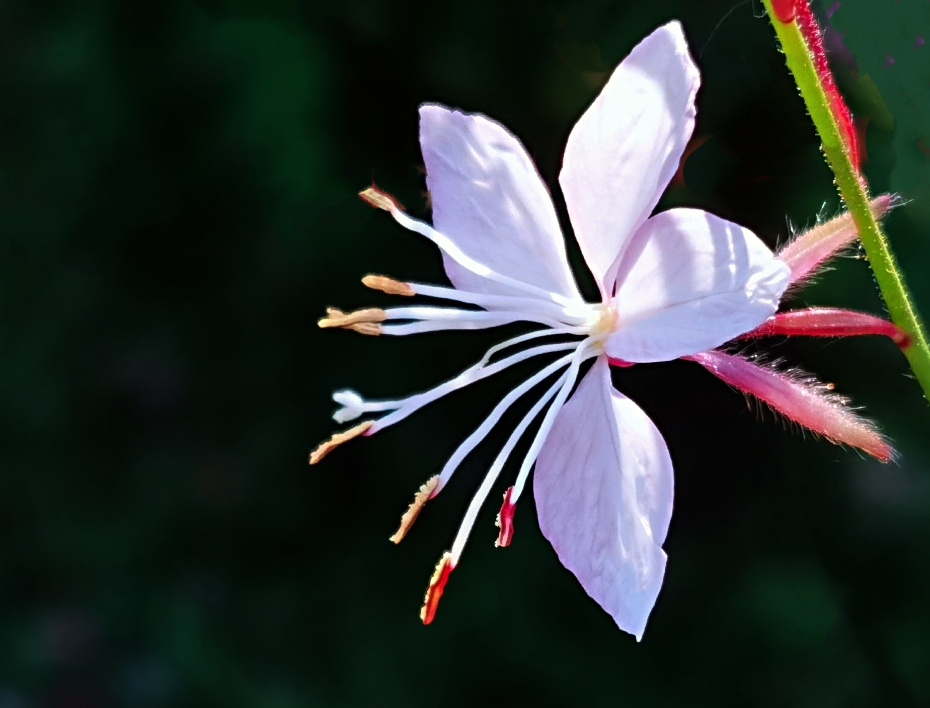 微拍千鸟花【首发】