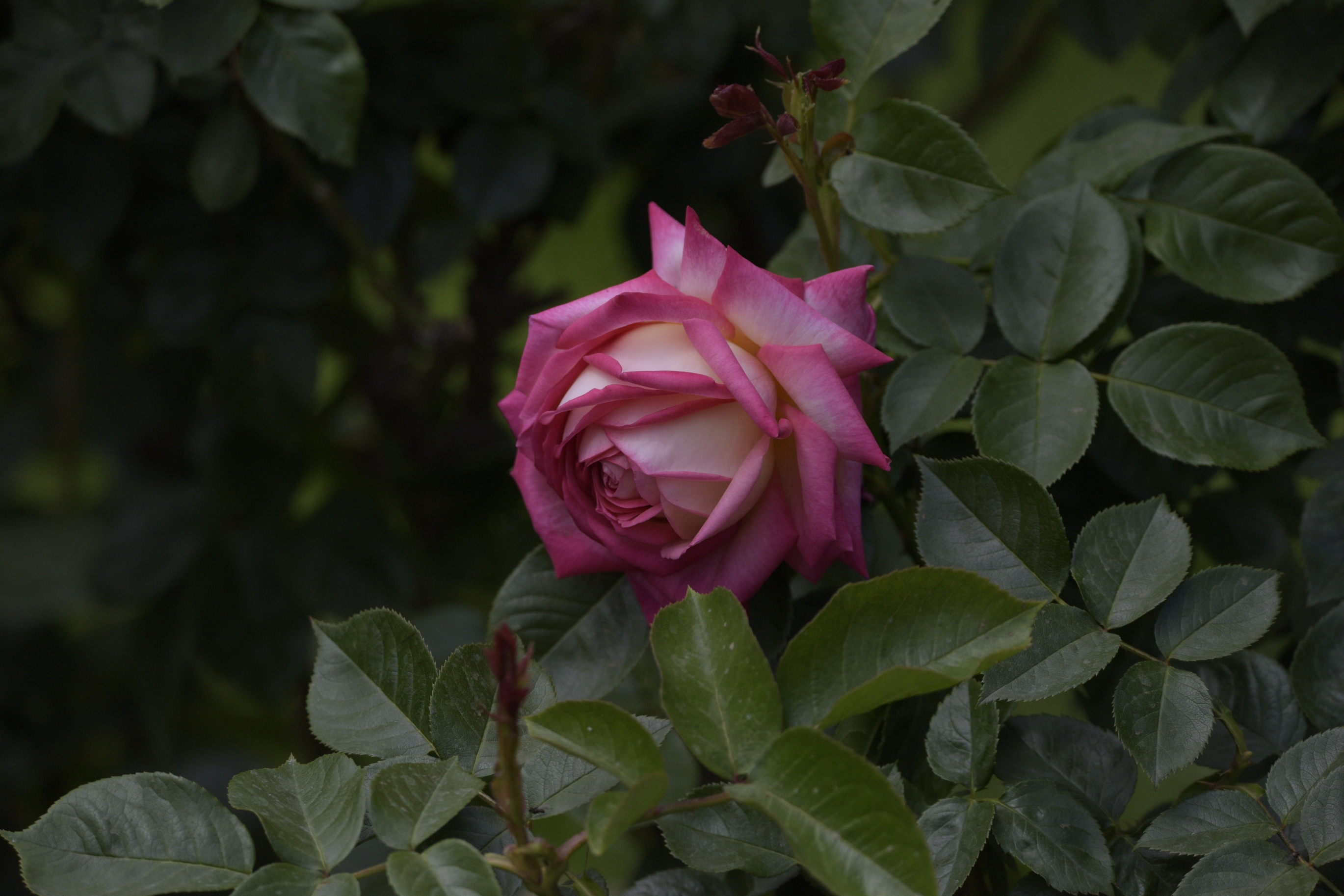 是月季花的故乡,栽培历史悠久,相传神农时代,就将野生月季进行栽种