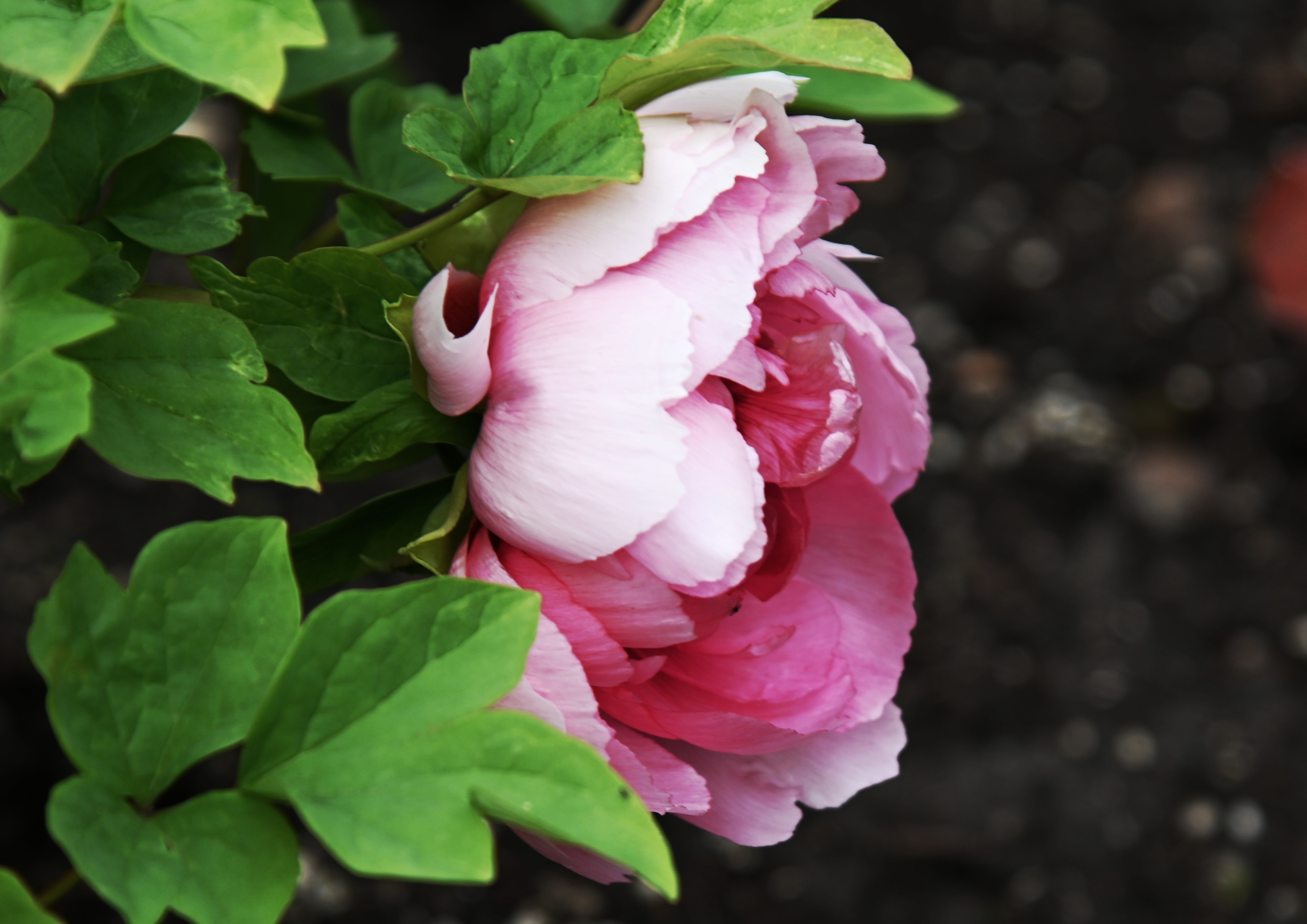 迎日红牡丹花【首发】