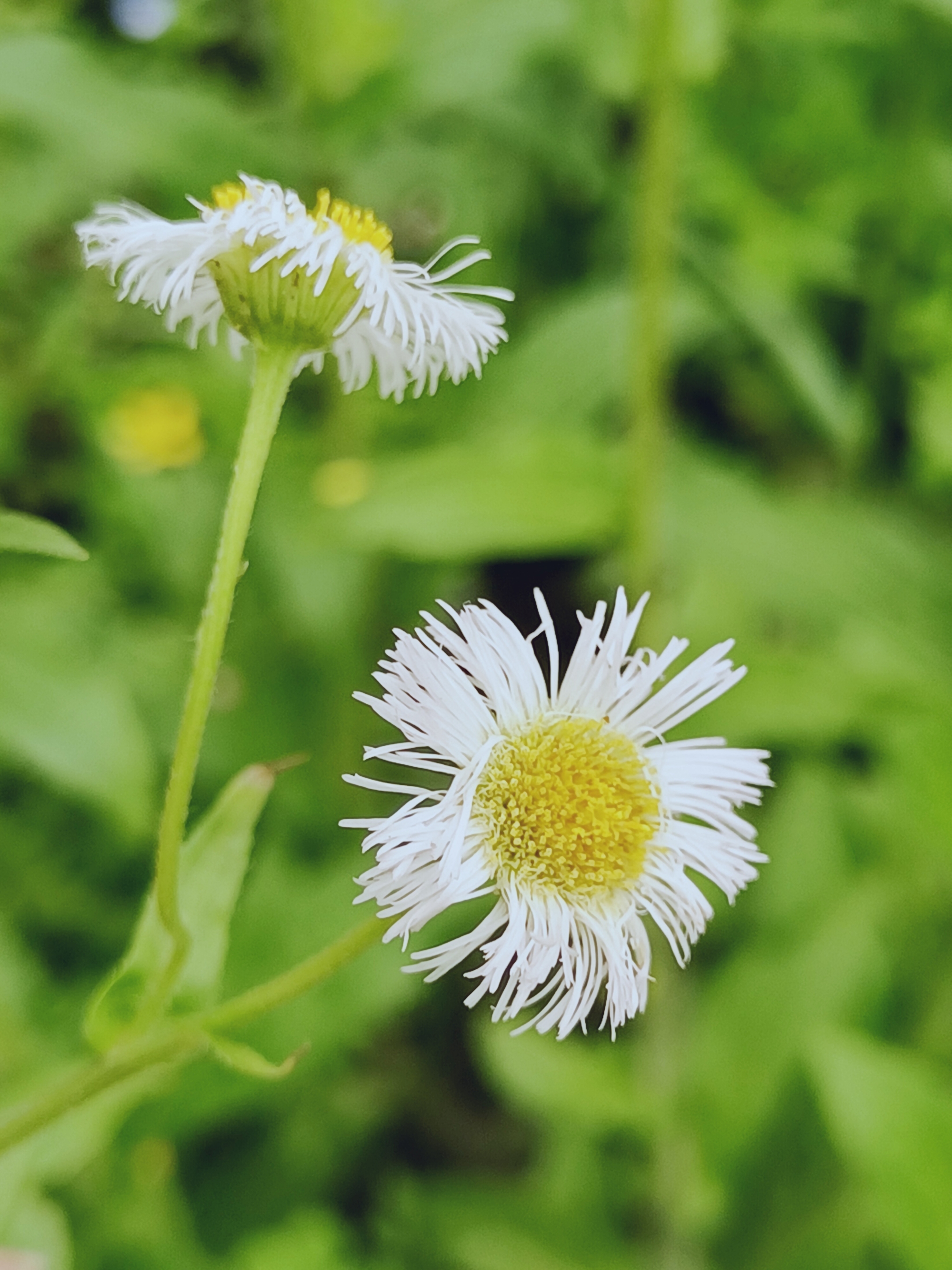【摄影首发】春飞蓬