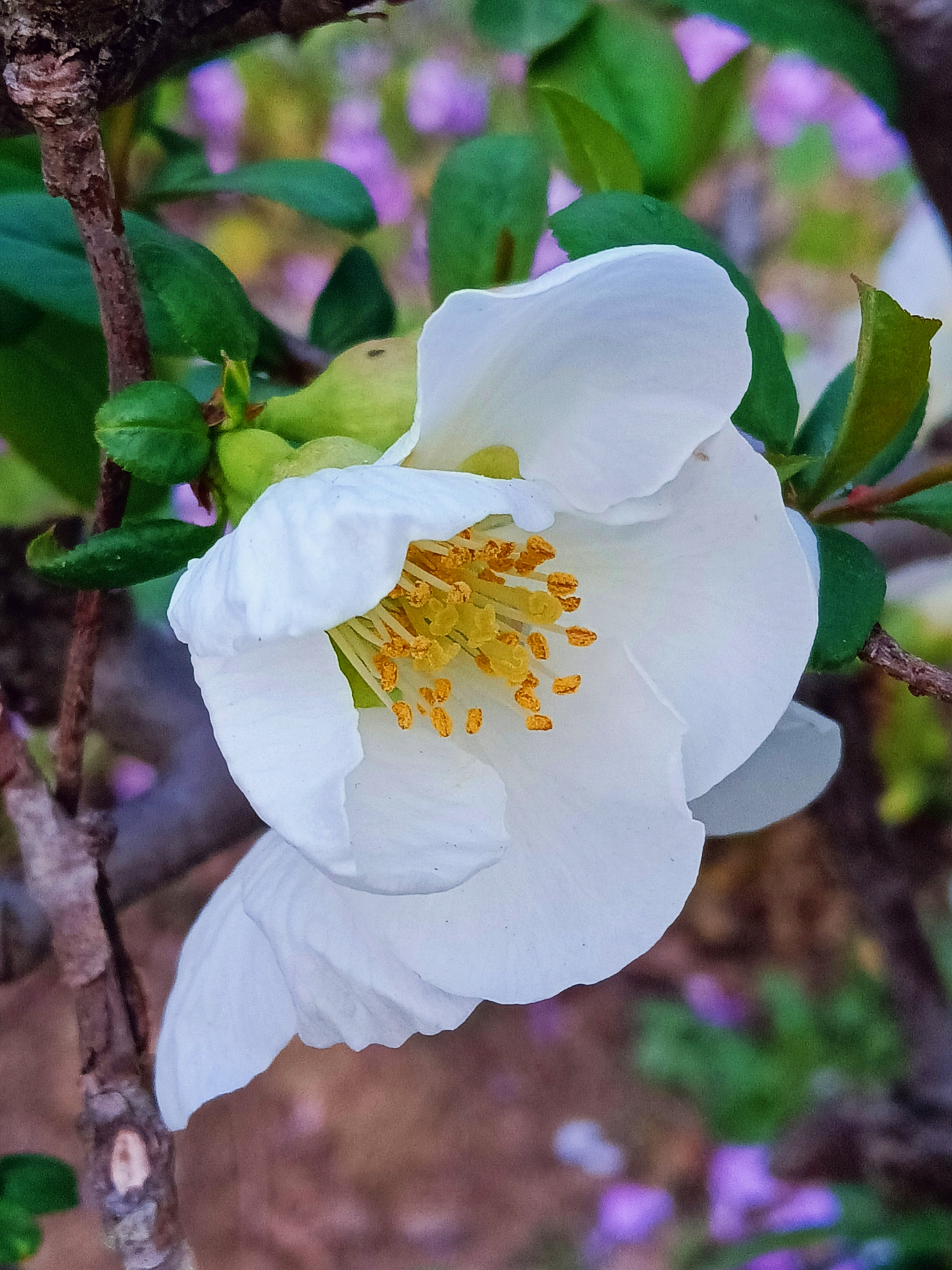 白色贴梗海棠【首发】