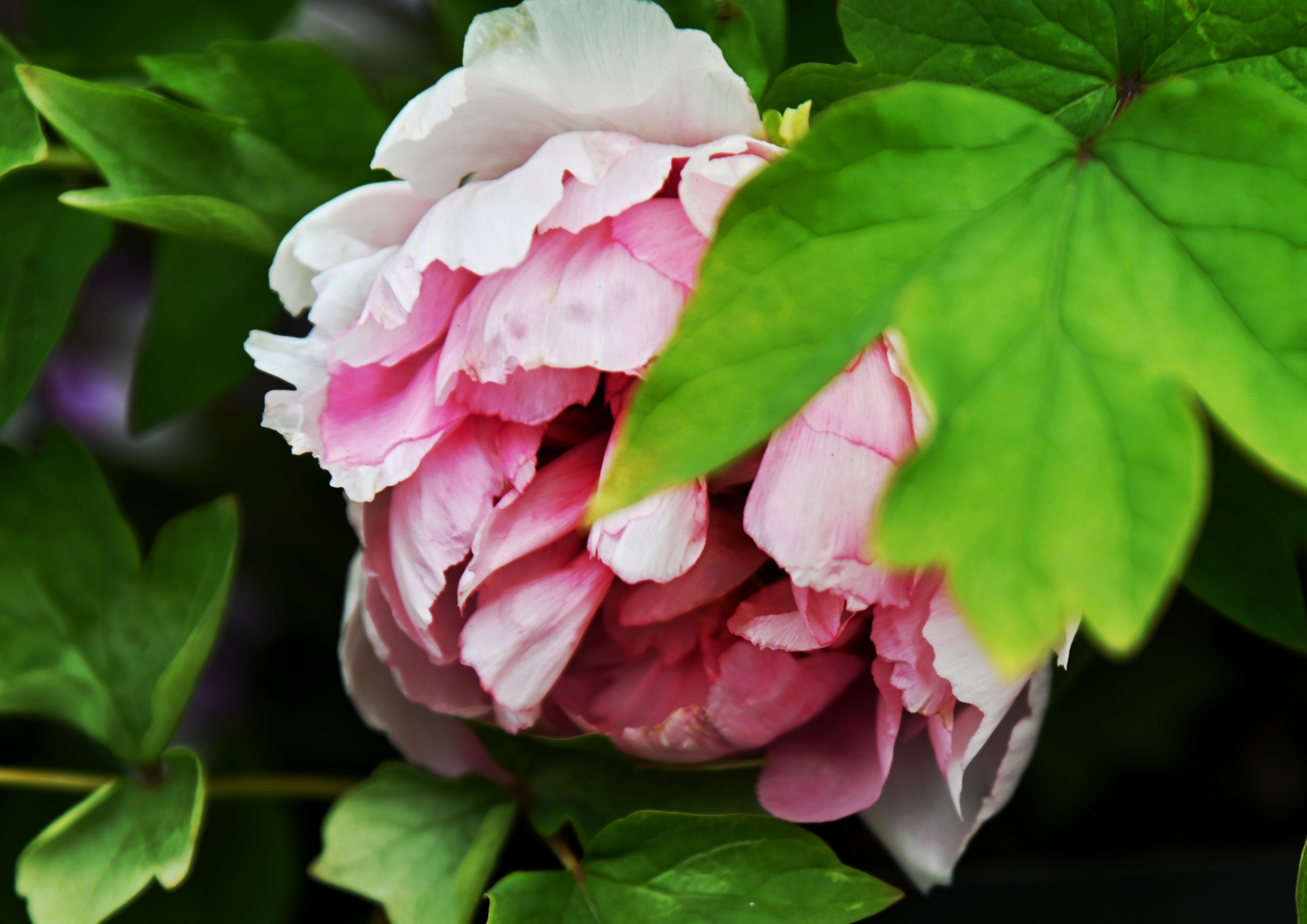 迎日红牡丹花【首发】