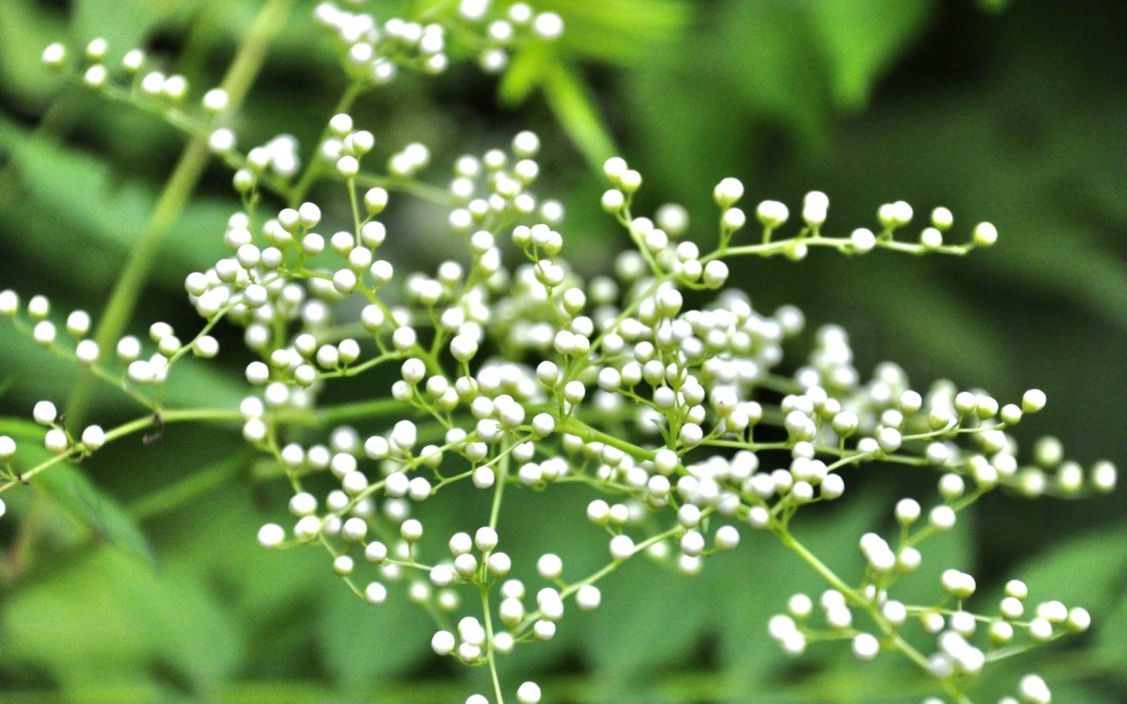 【首发】珍珠梅