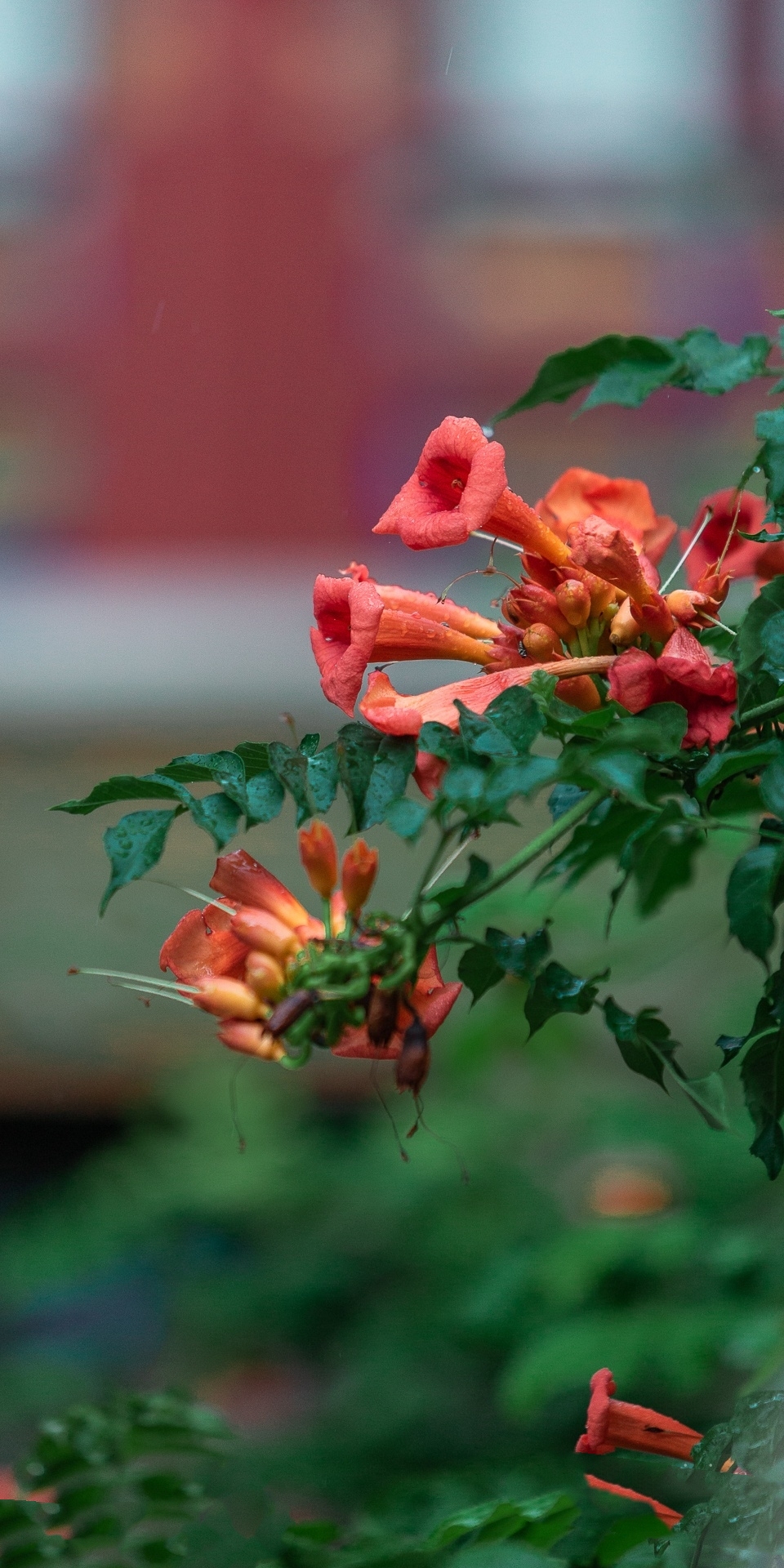 《琉璃·诗歌》致,凌霄花的真理【首发】