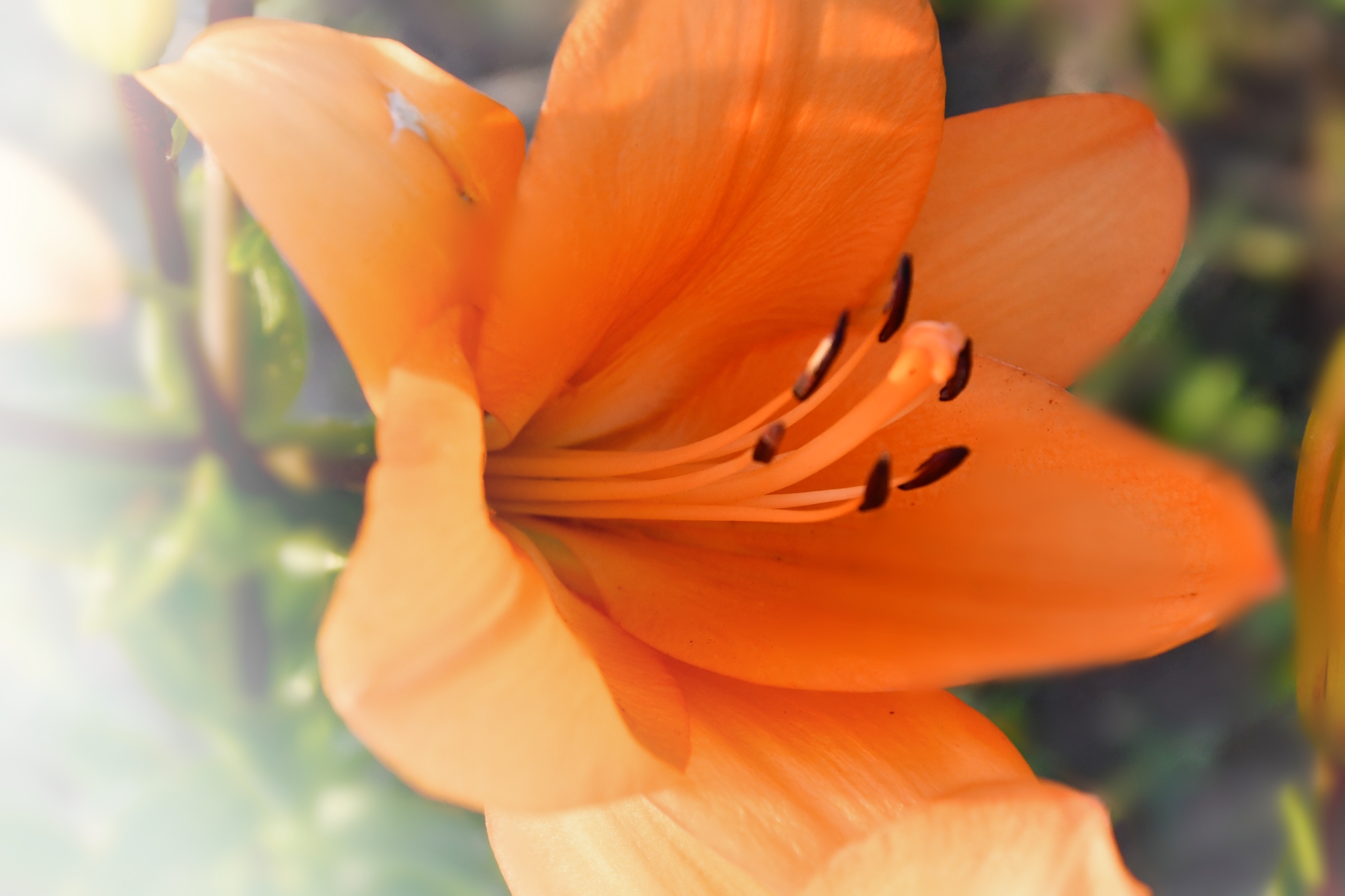 聆听花语&百合(真我风采)