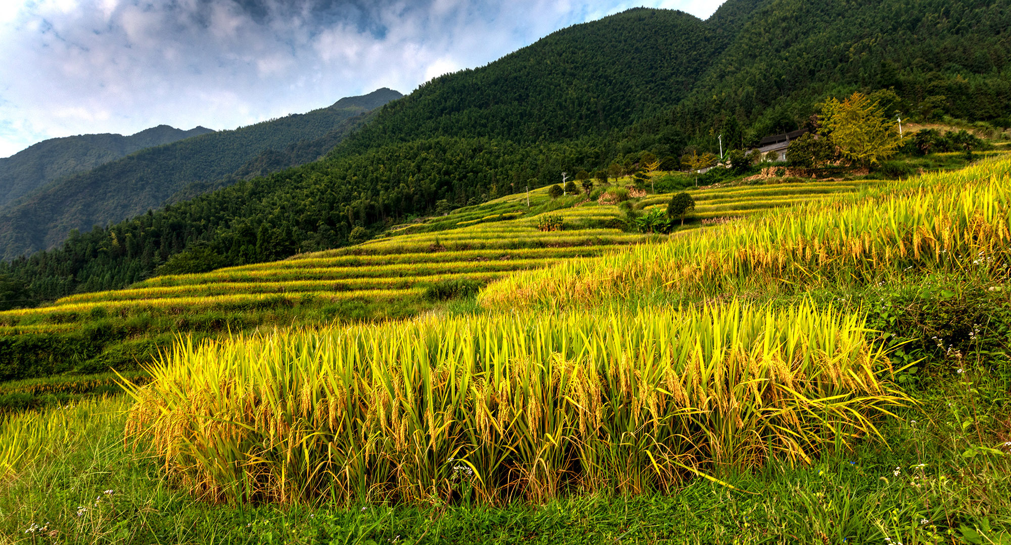 金稻层叠美如画【首发】