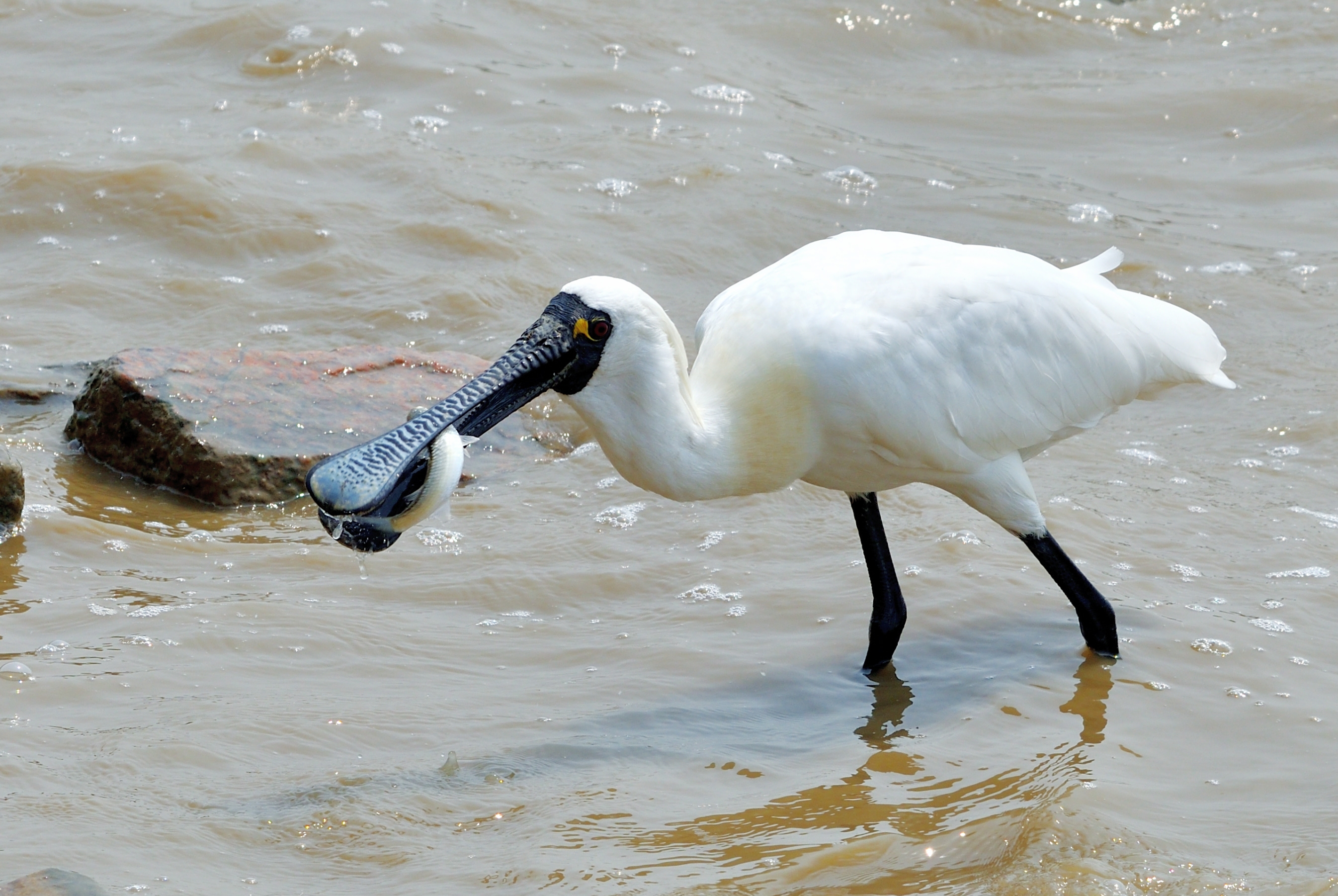 〈首发〉深圳湾黑面琵鹭记录⑥