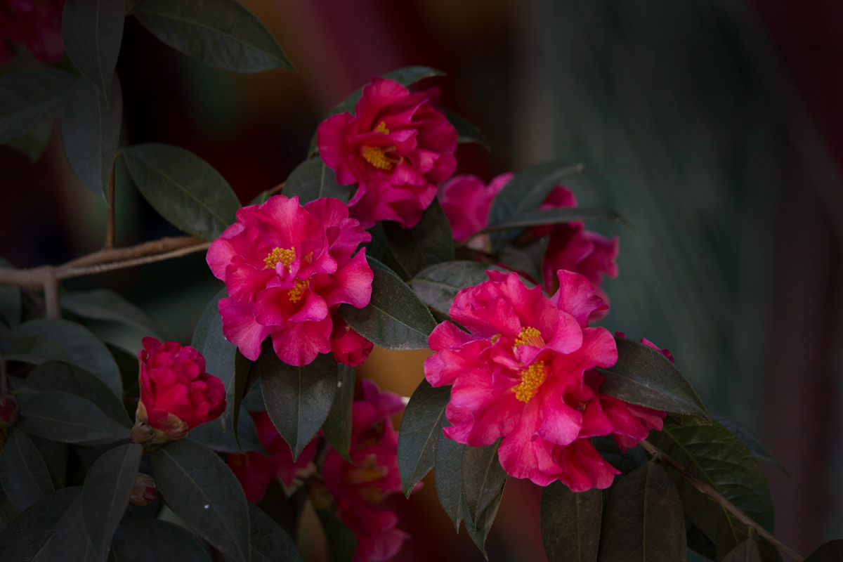 【首发】古树茶花