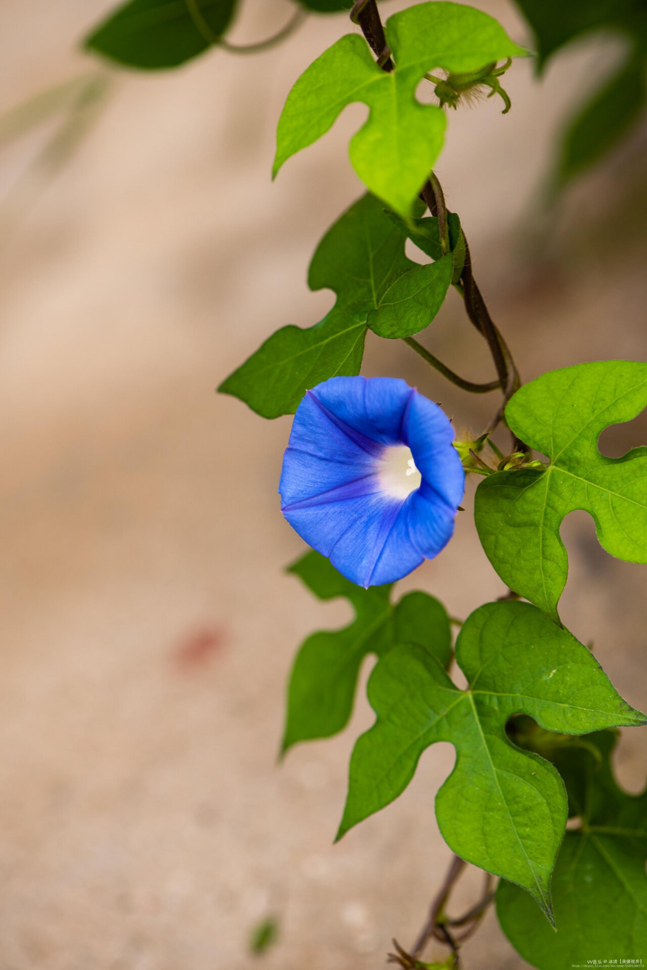绿蔓如藤不用栽淡青花绕竹篱开首发