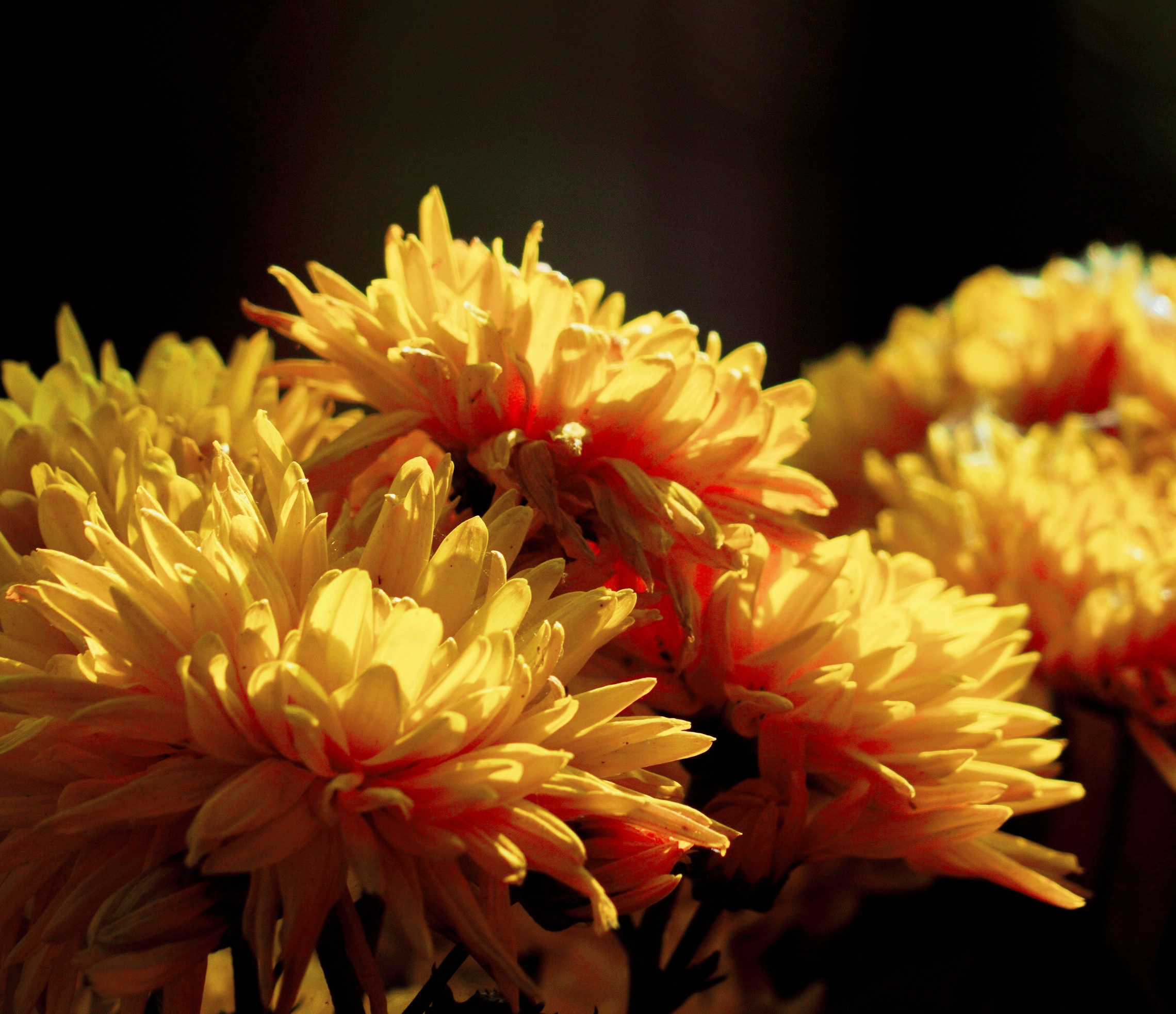 【原创首发】黄菊花