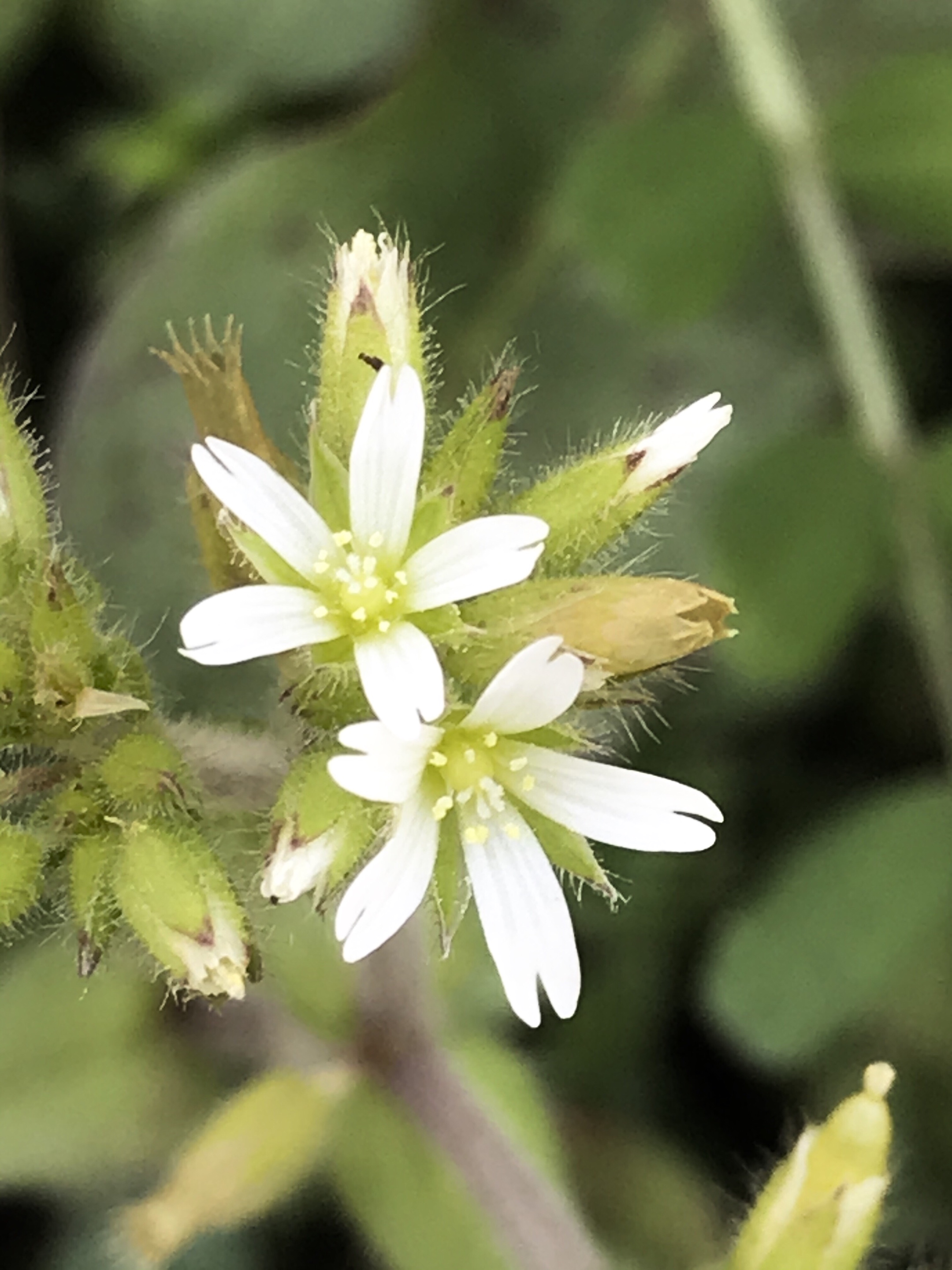 卷耳花开伴春来首发