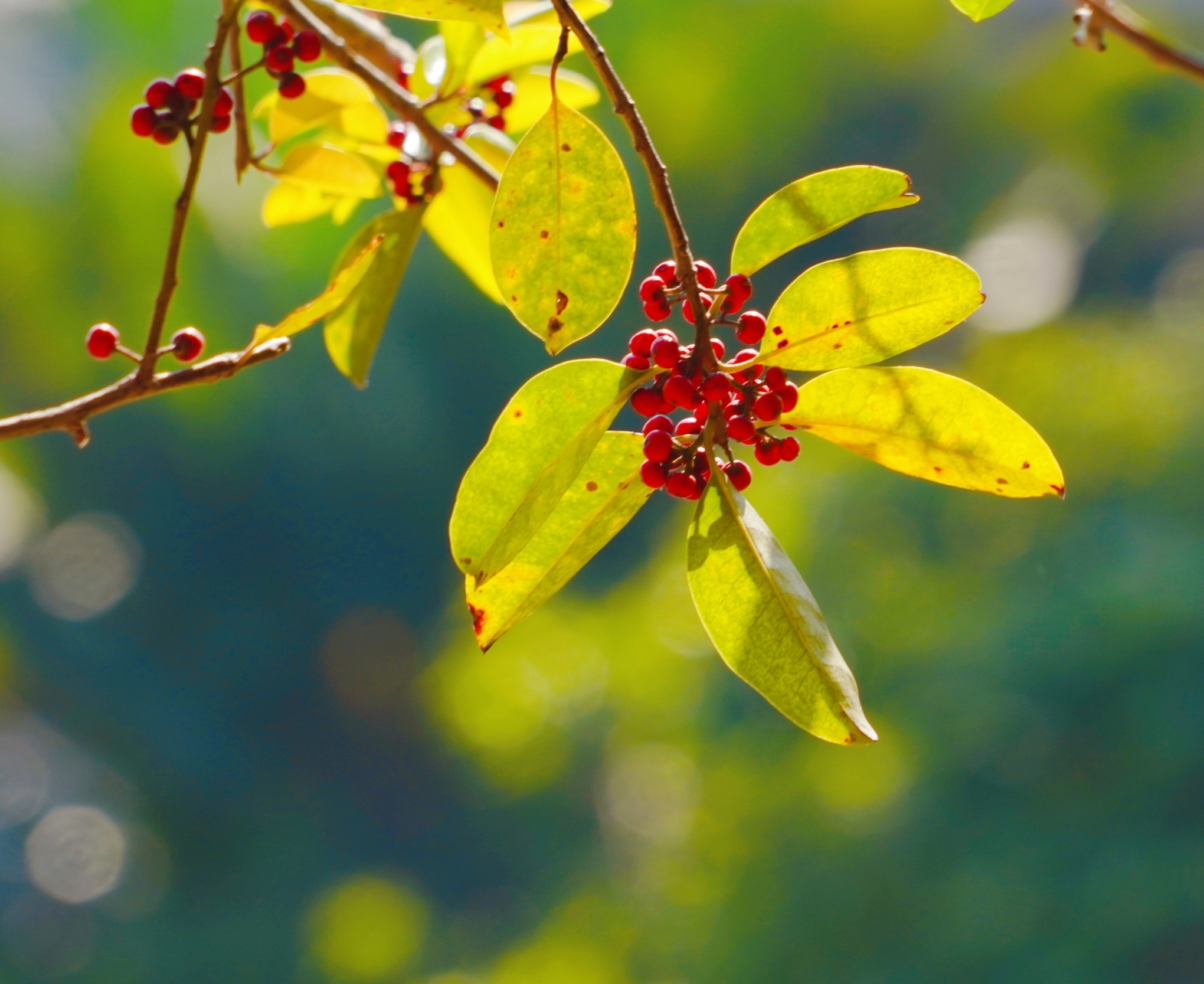 原创首发铁冬青果