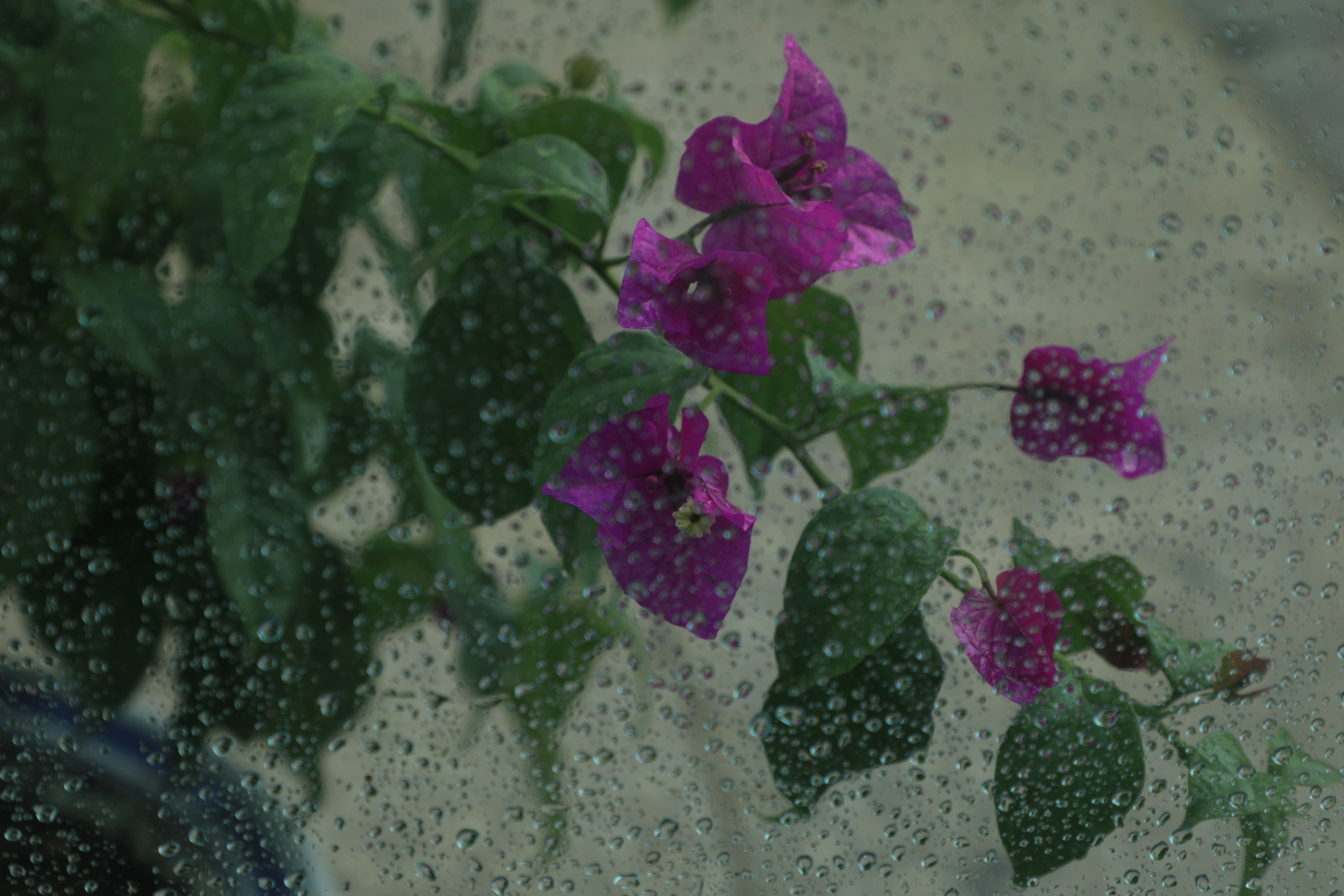 小雨点落在花园里图片