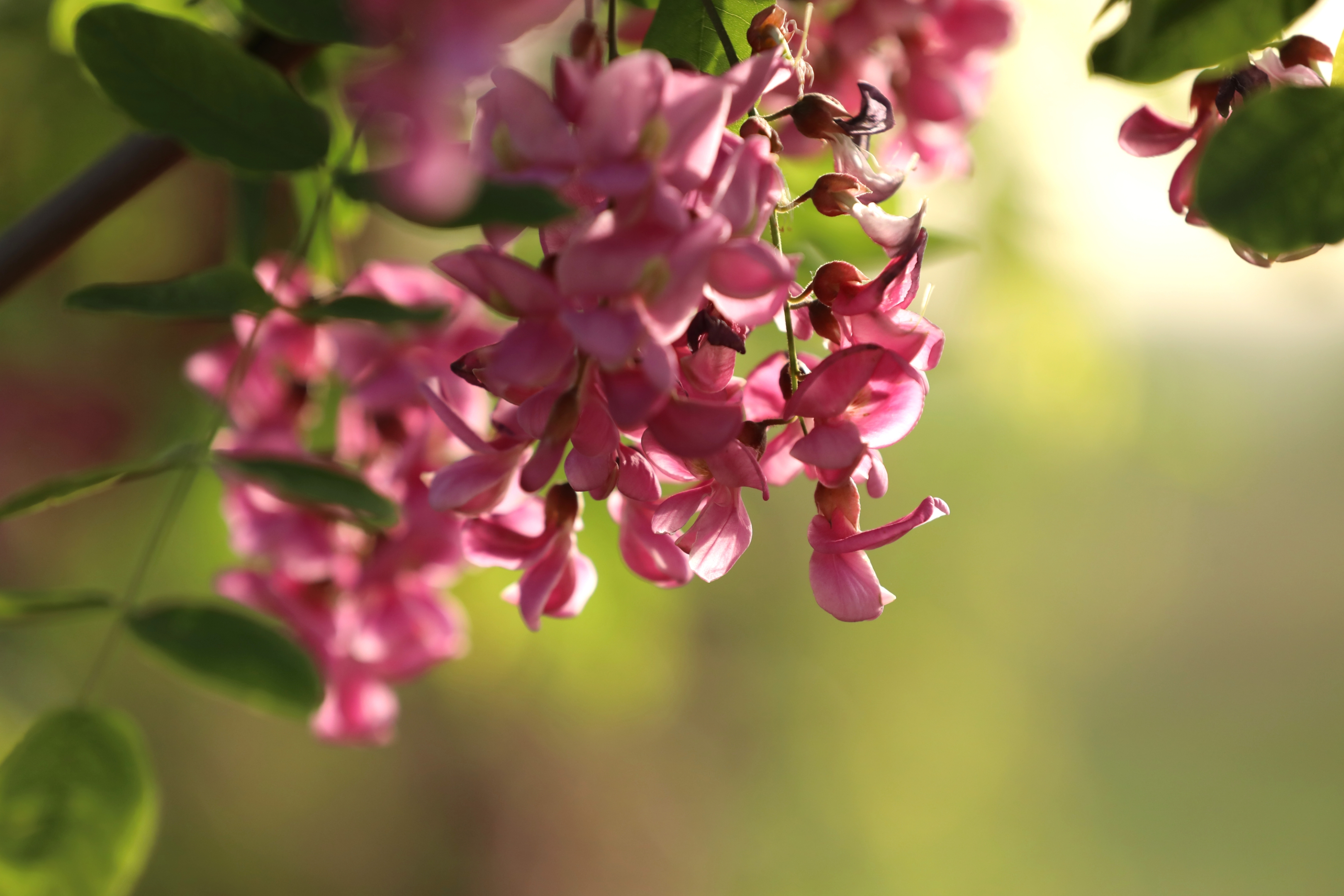 【首发】香花槐开时我想你