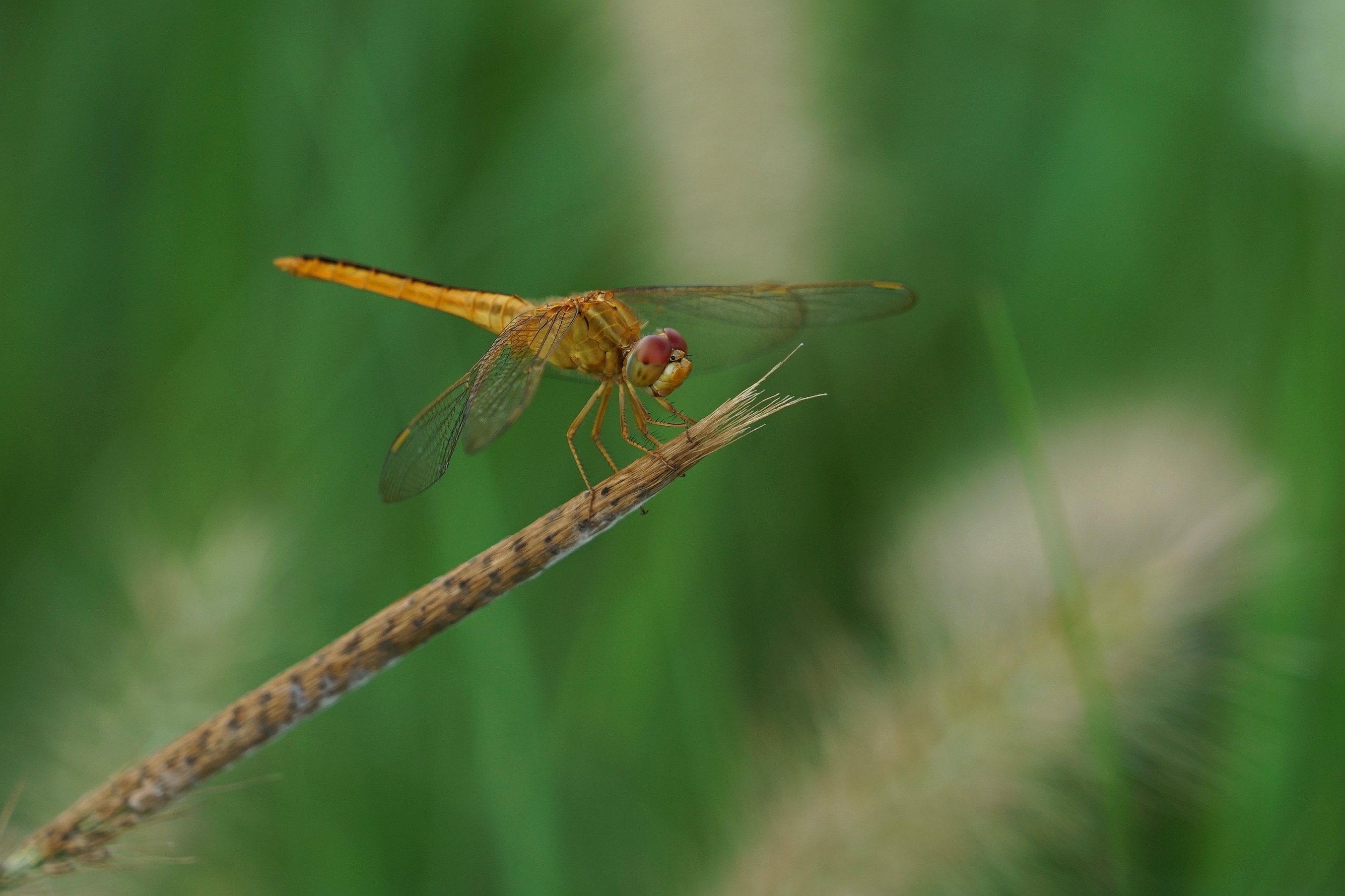 夏日蜻蜓拍不够
