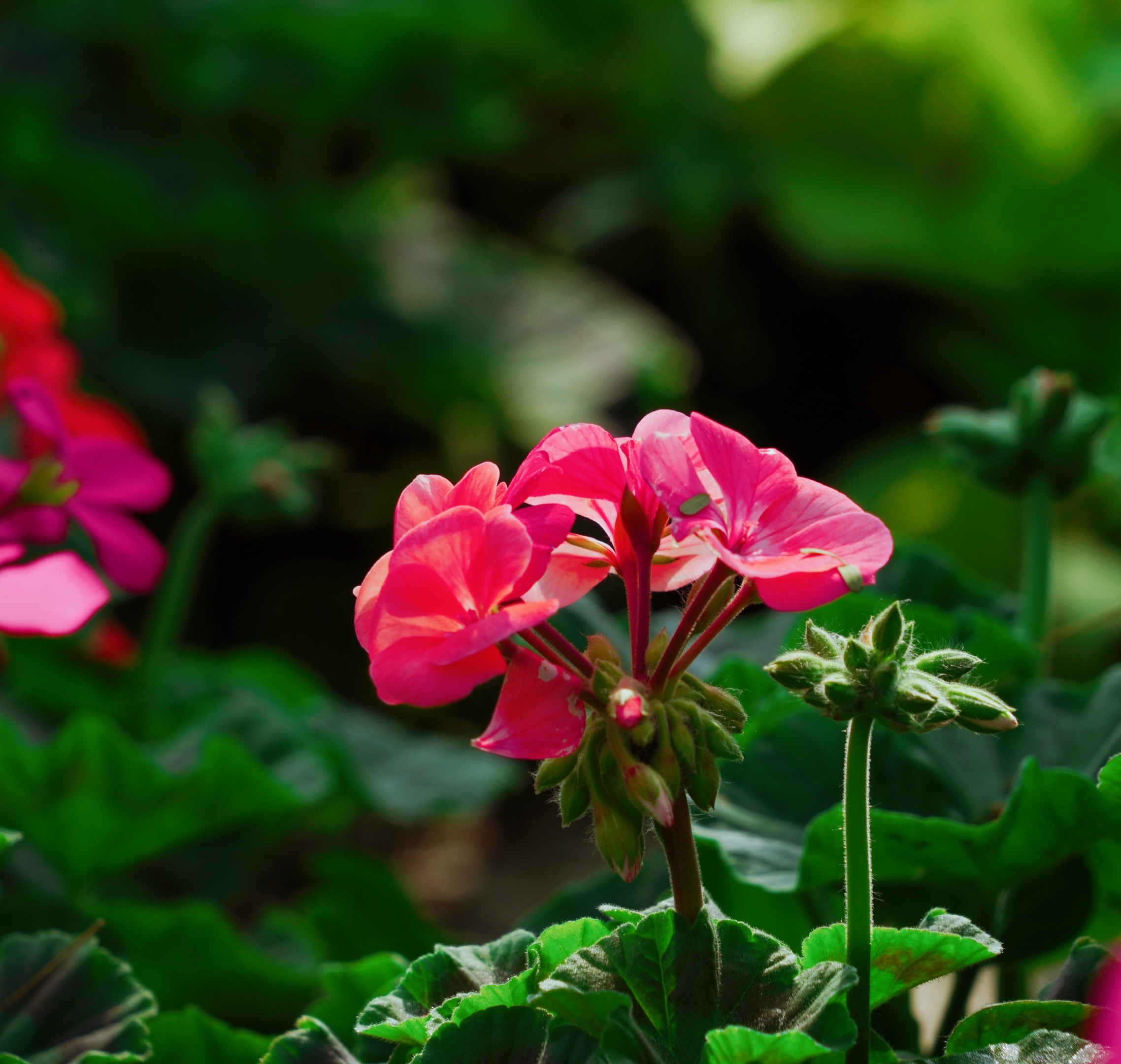 原创首发幸福的天竺葵