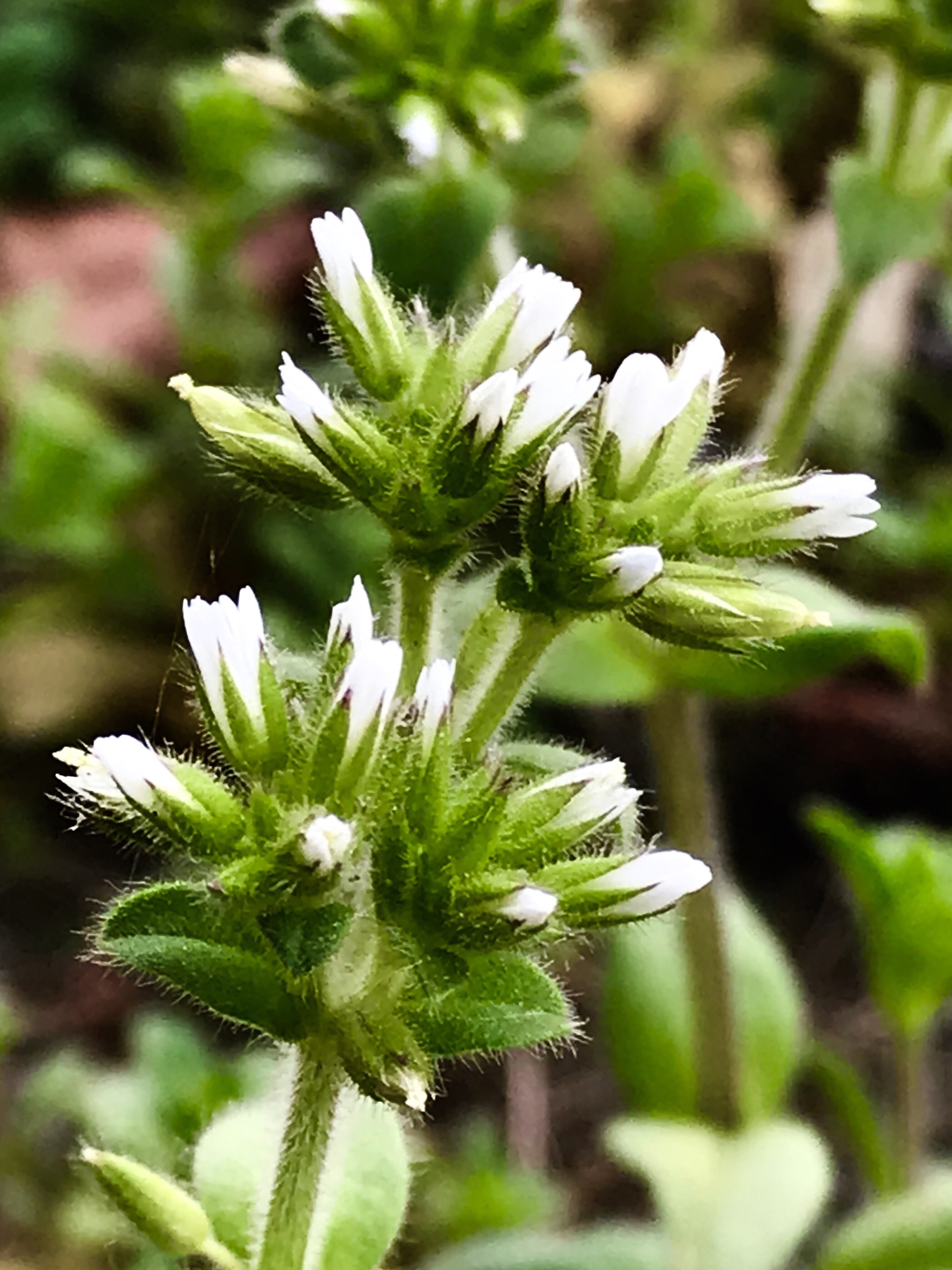 卷耳花开伴春来首发