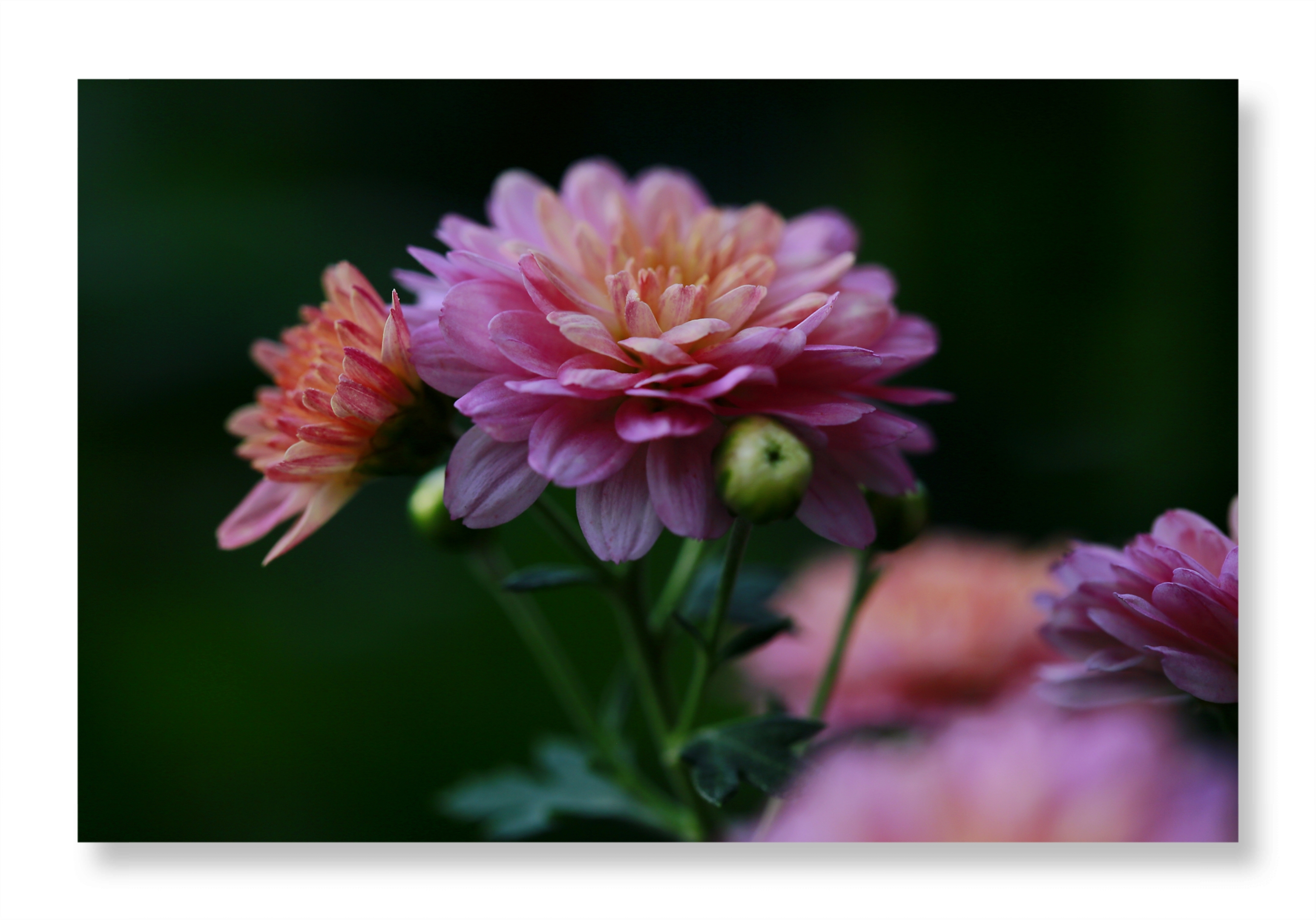 【首发】我镜头下的千头菊