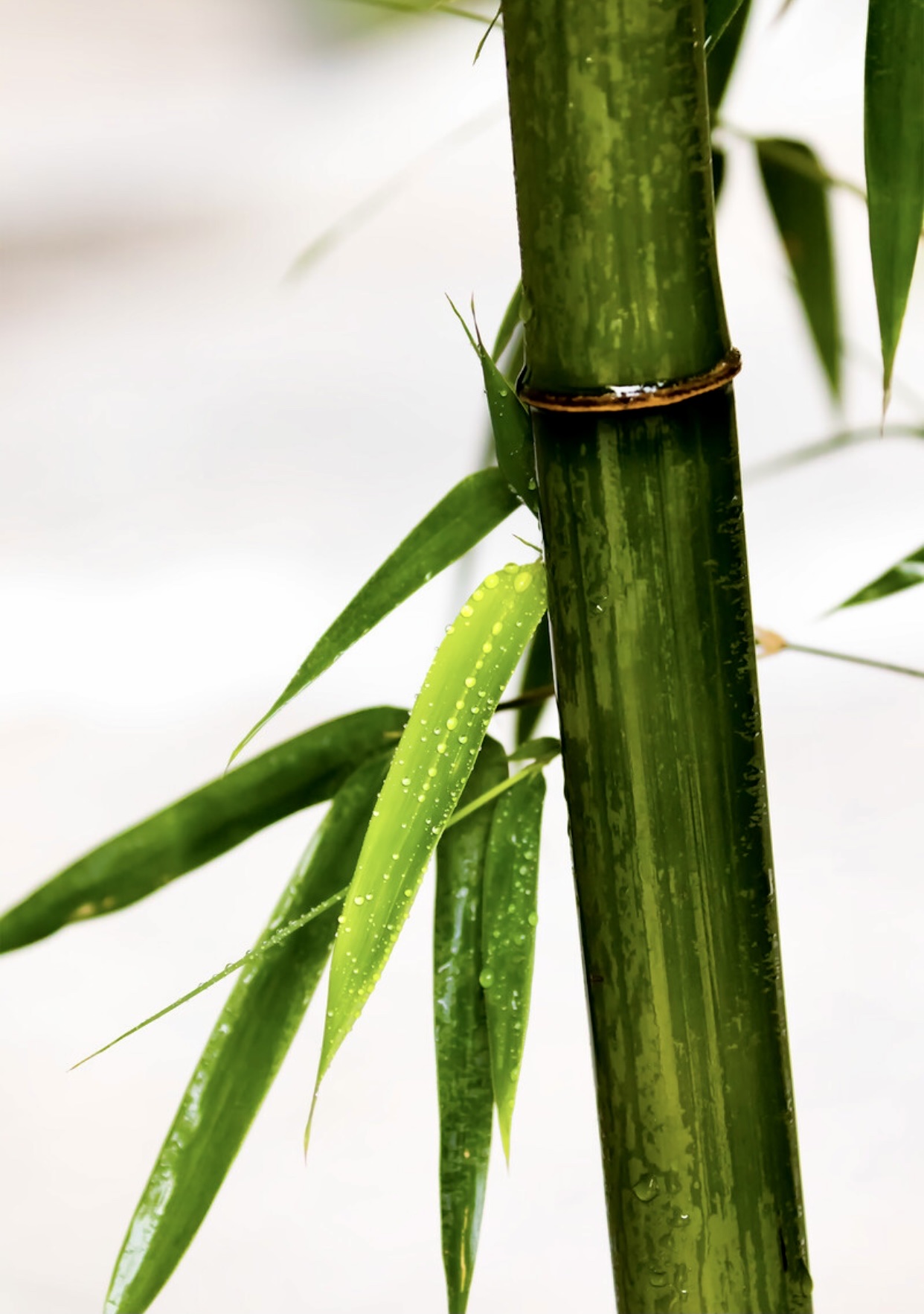 最具观赏性的竹子图片