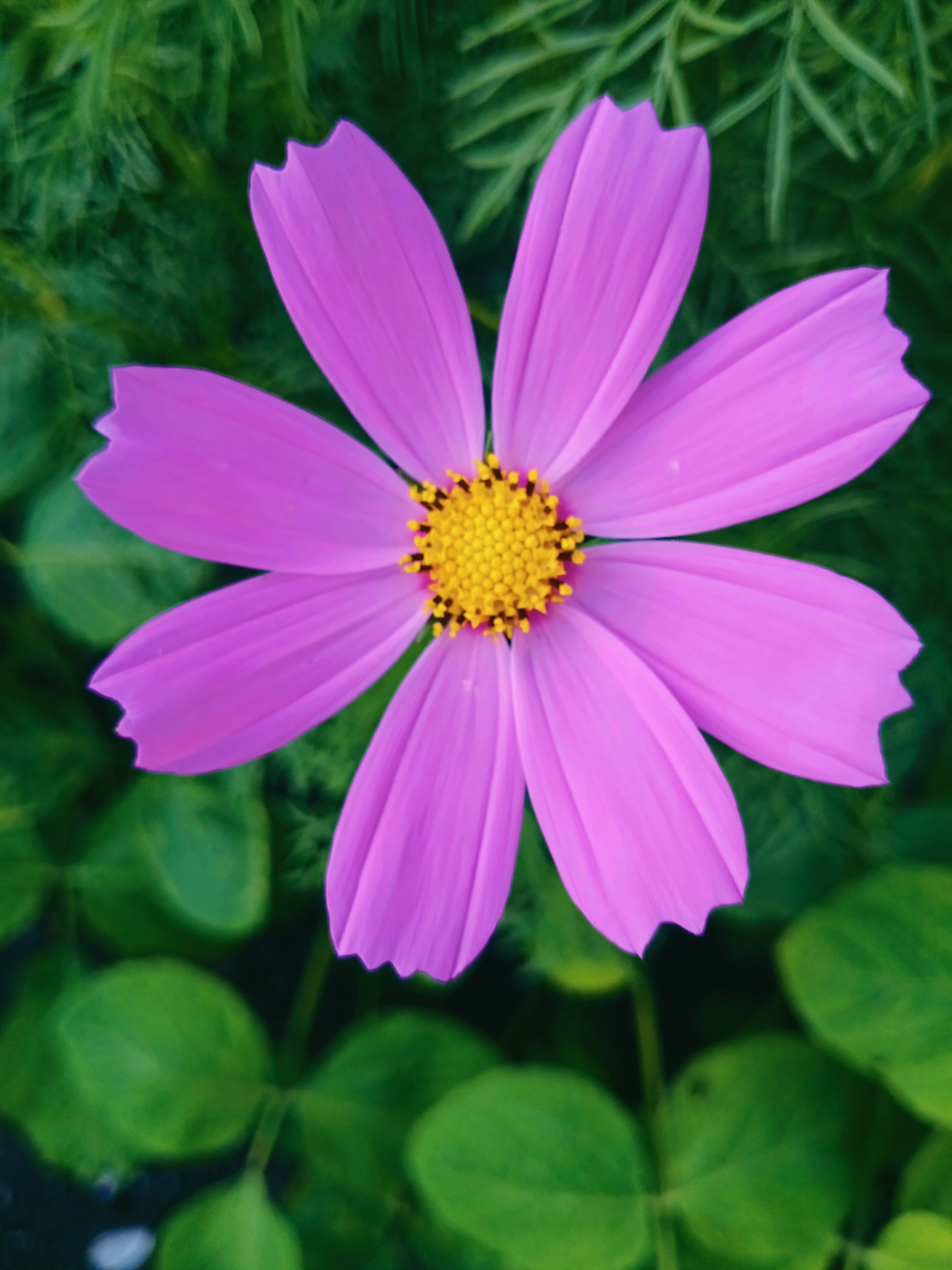 美丽的秋英【原创首发】