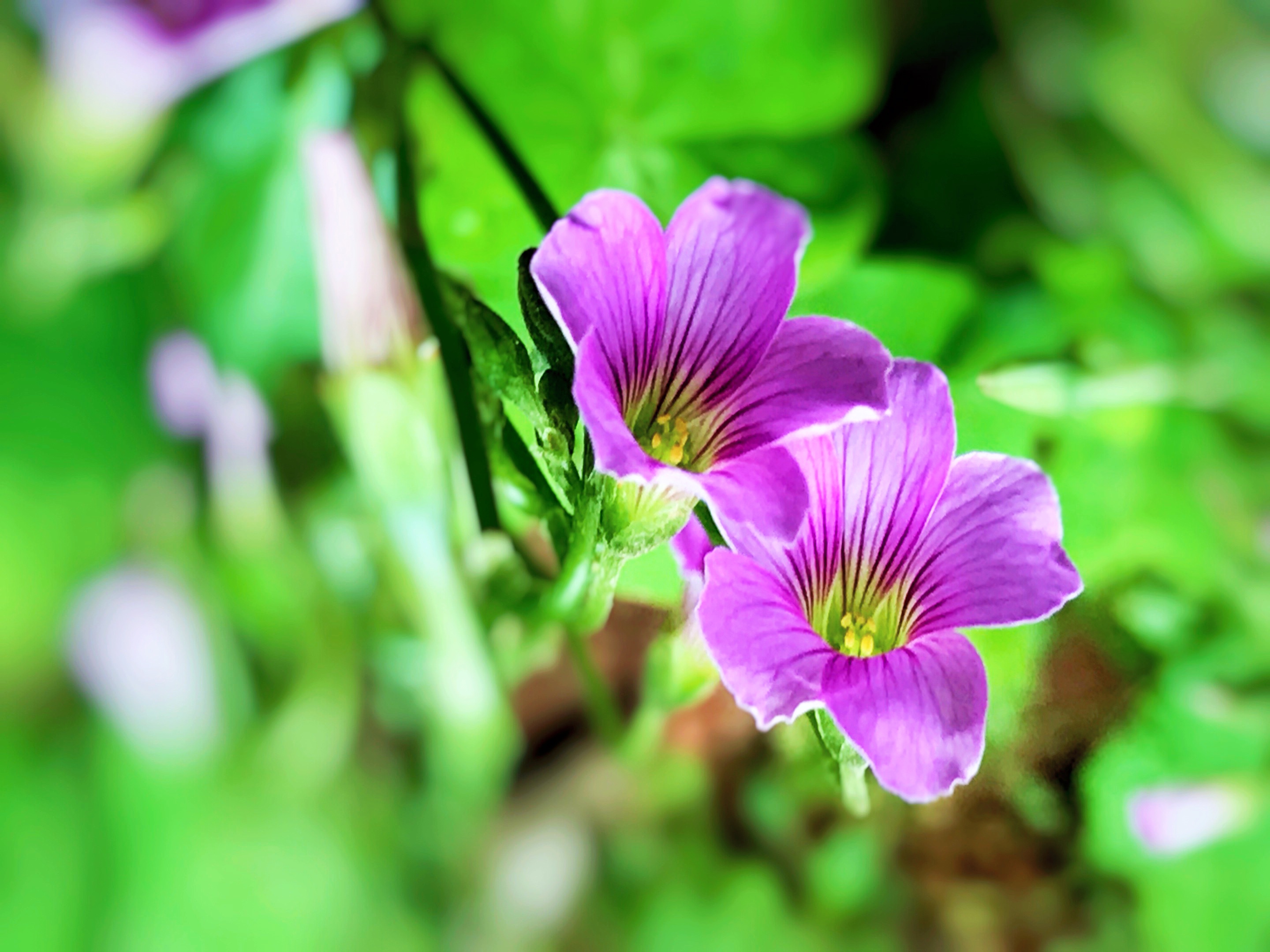 【首发】酢浆草