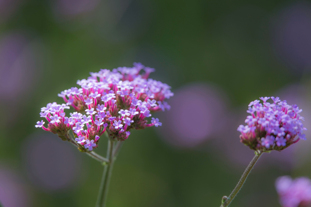 【首发】四季花开马鞭草花