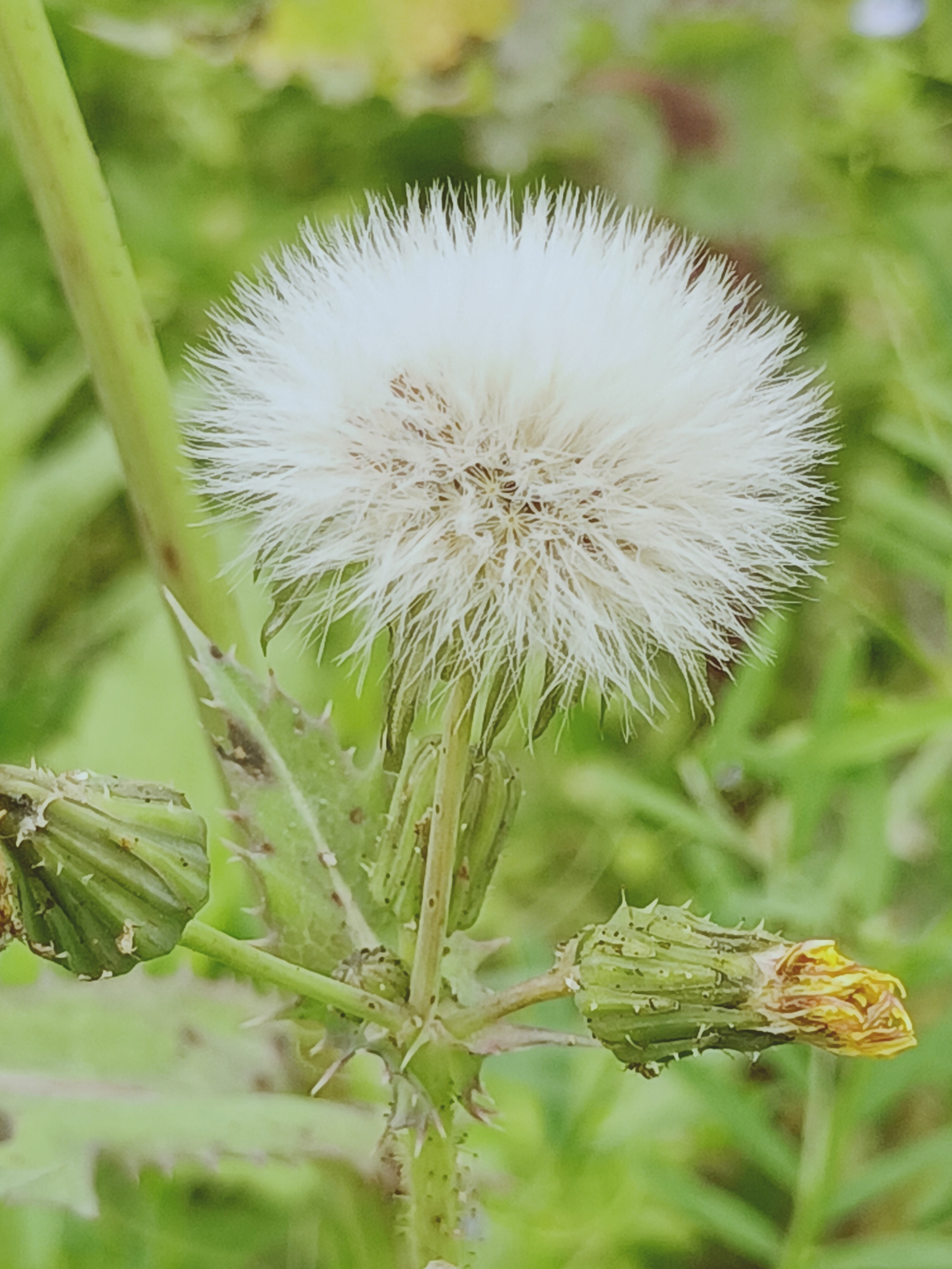 【摄影首发】微距下的苣荬菜