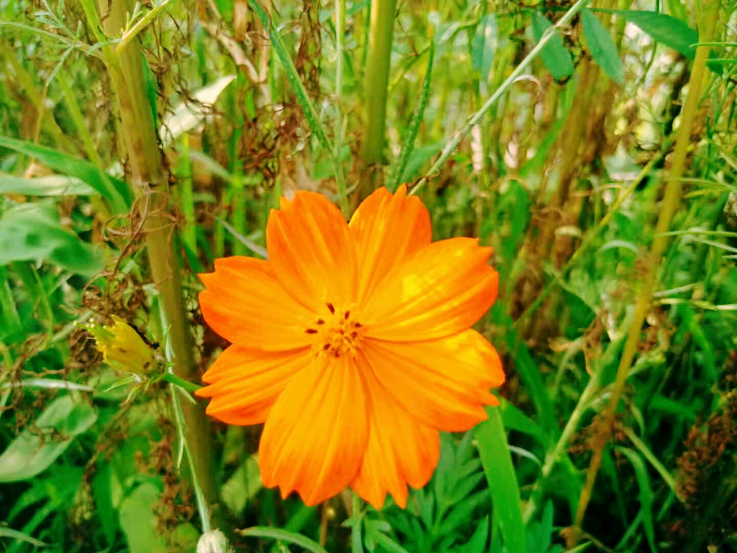 黄秋英(原创首发)