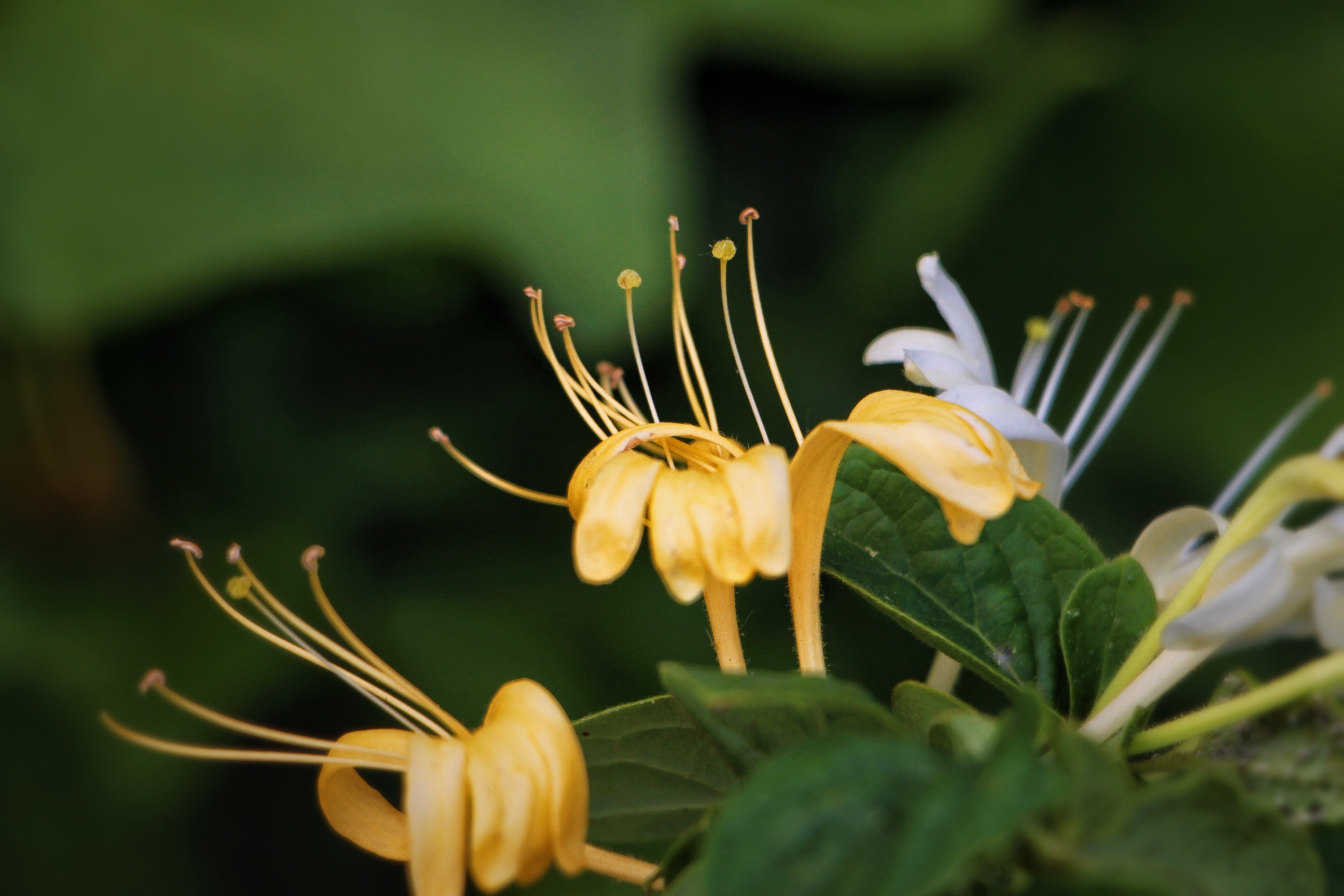 【首发】美丽绽放的金银花