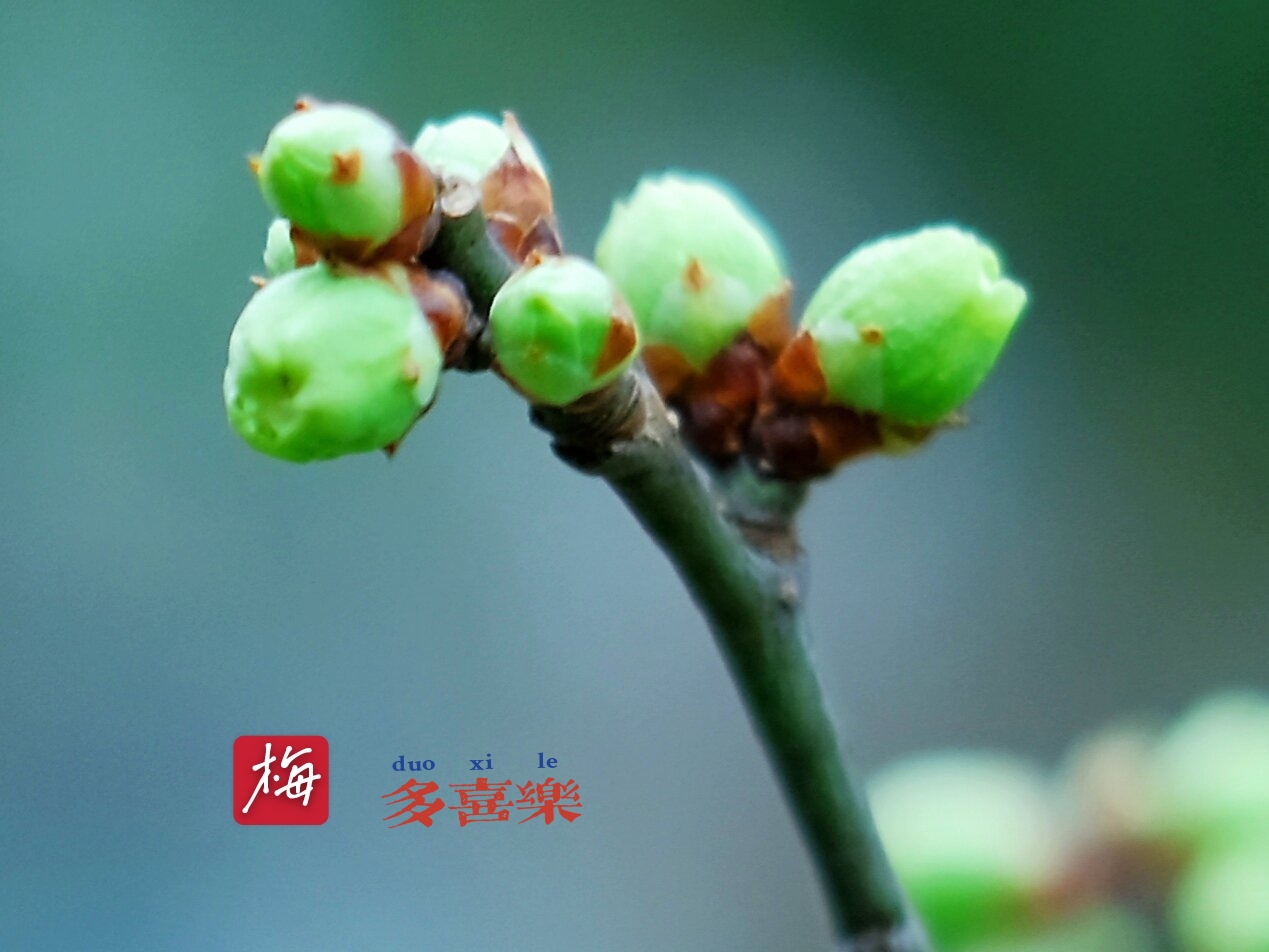 苹果绿*梅花花蕾