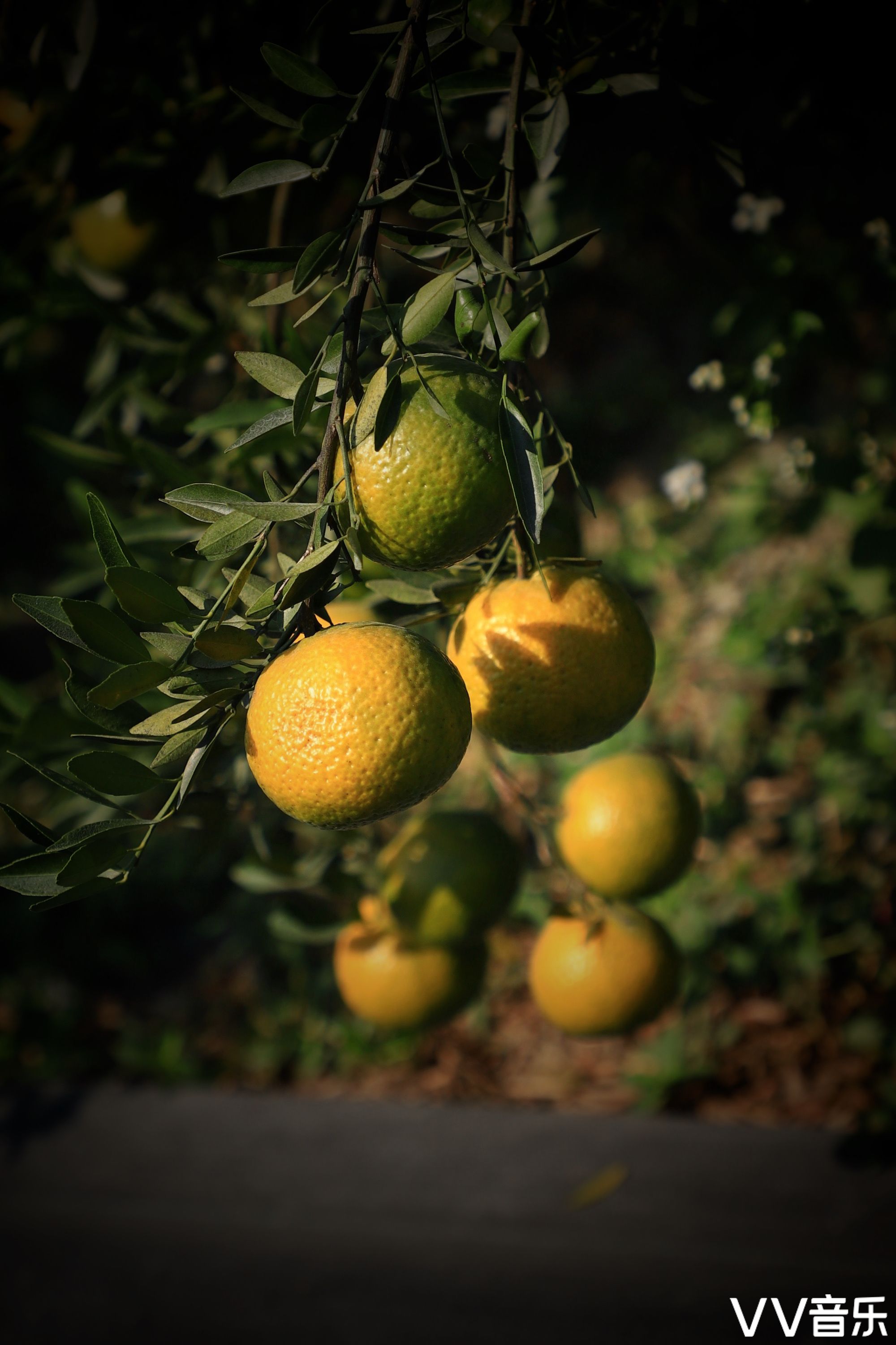 南方特有的新会陈皮