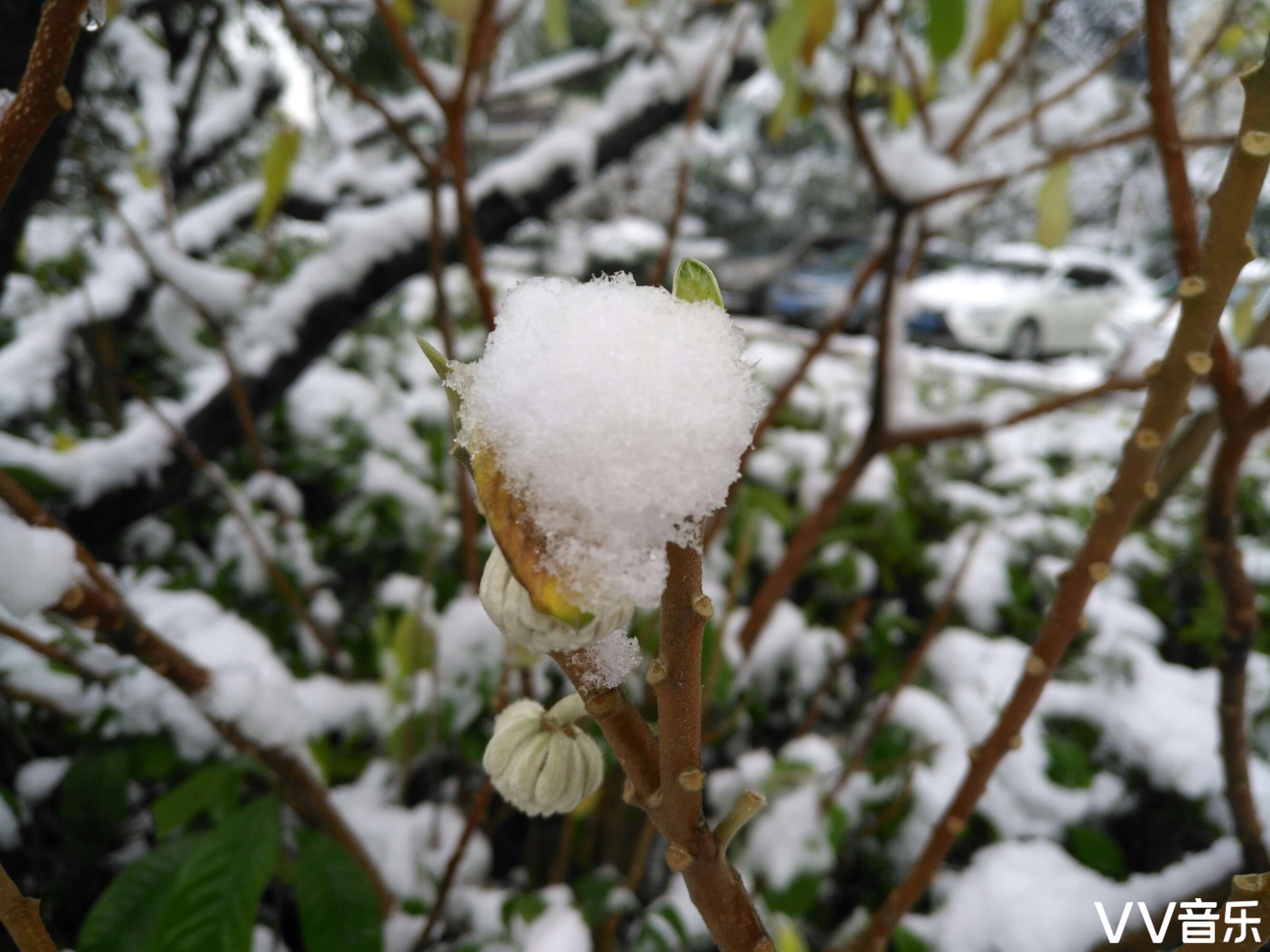 从天而降的雪花给树木图片