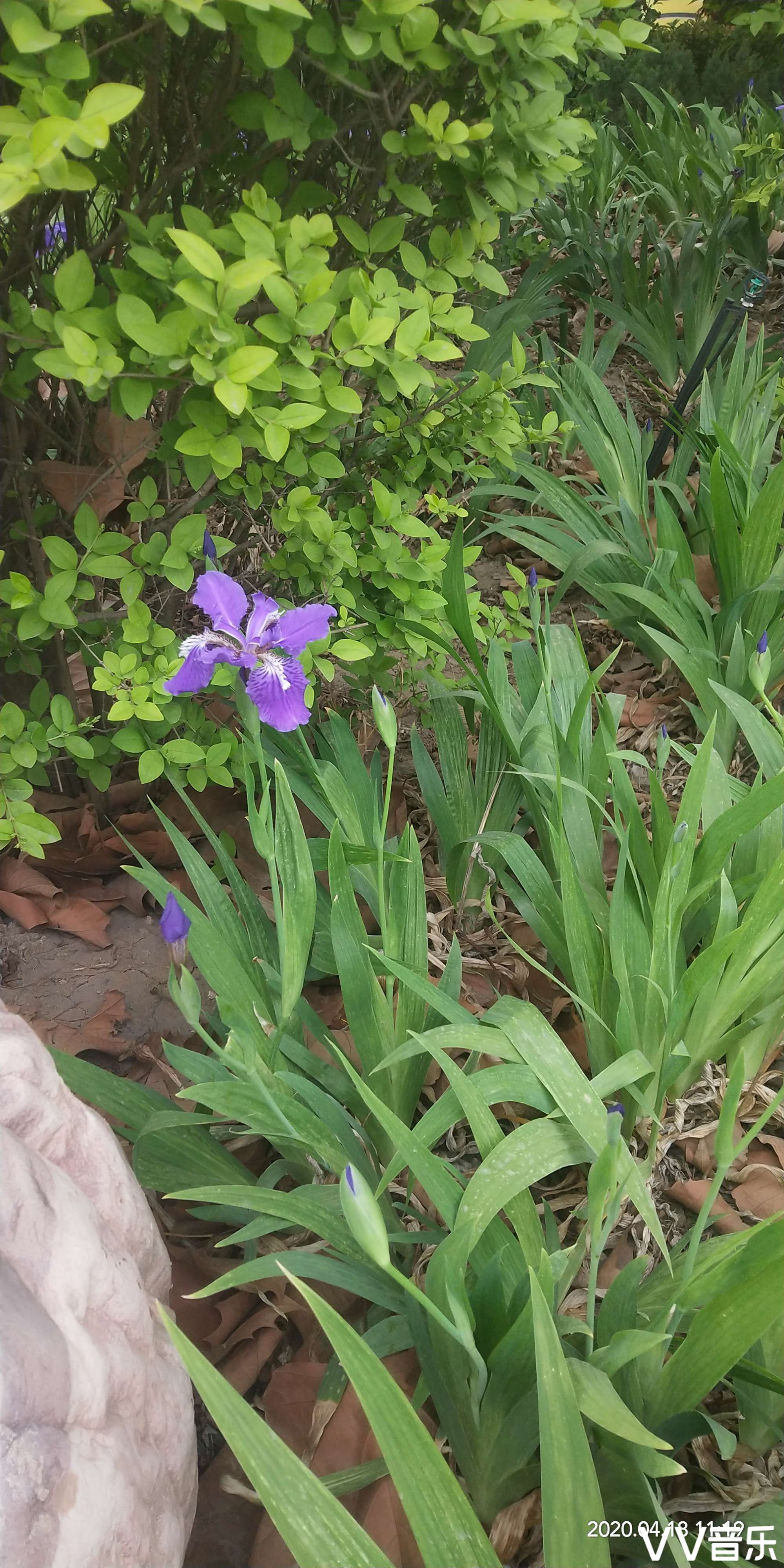 鸢尾花长在树上吗,鸢尾花地栽,鸢尾花的种植与管理(第2页)_大山谷图库