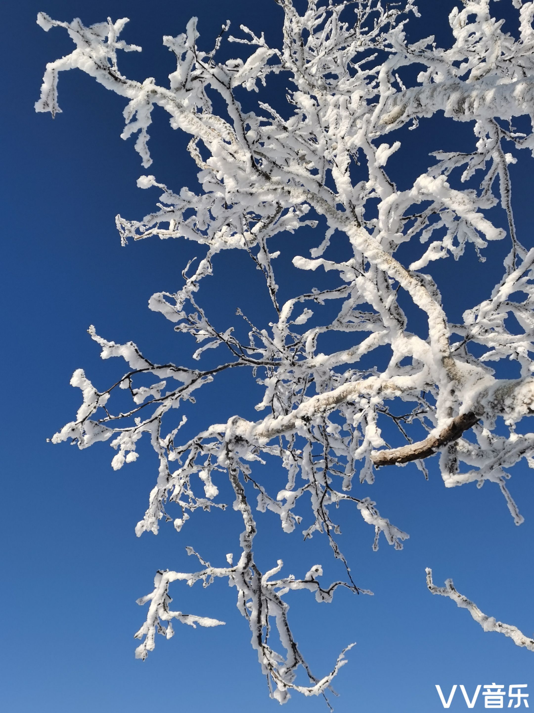 和冬 或许同行 冬用它的温度 延长了瑞雪的生命 雪在春的世界漫天飞舞