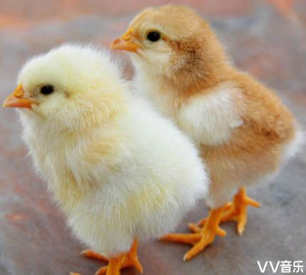 毛茸茸的小鸡仔