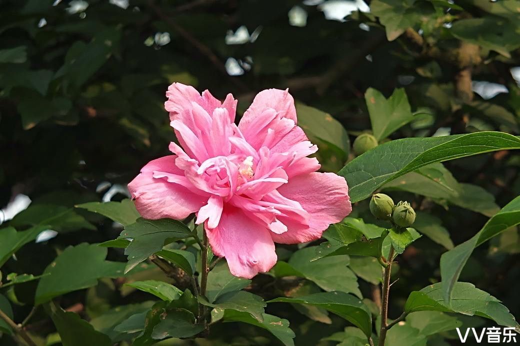 朝開暮落木槿花