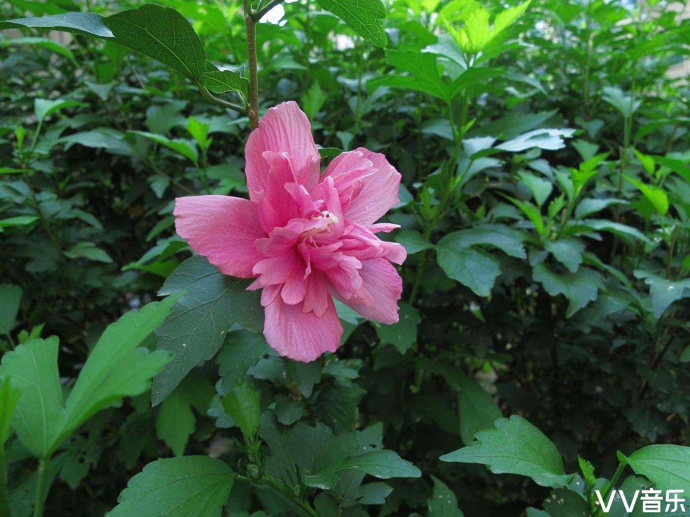 朝开暮落木槿花