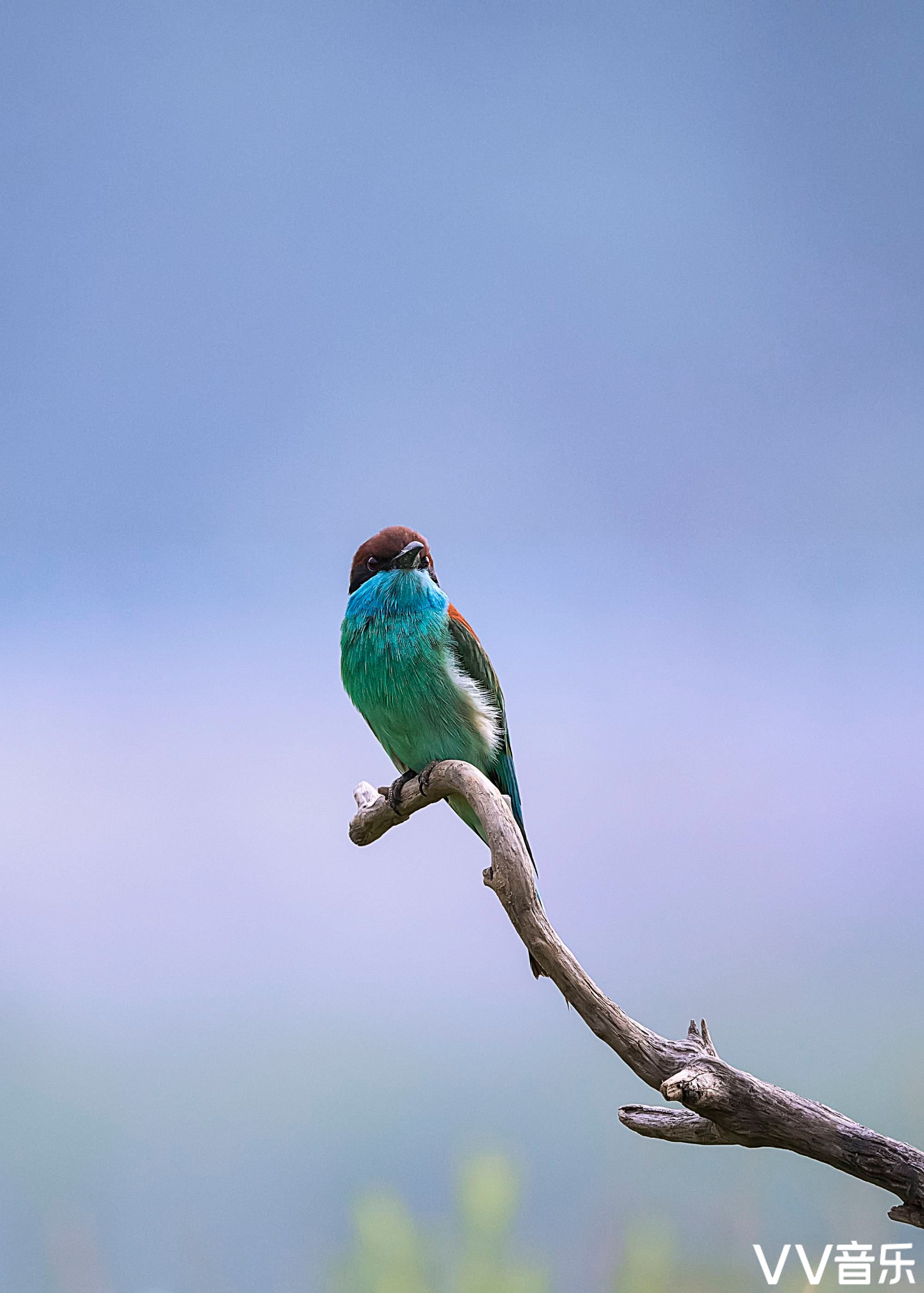 最美小鸟 一一 蓝喉蜂虎