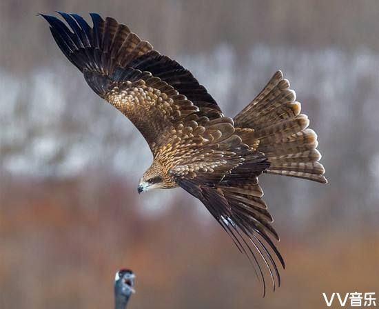 07 鹰的七十年 是经过痛苦蜕变 展翅翱翔蓝天 与生死抗争的七十年